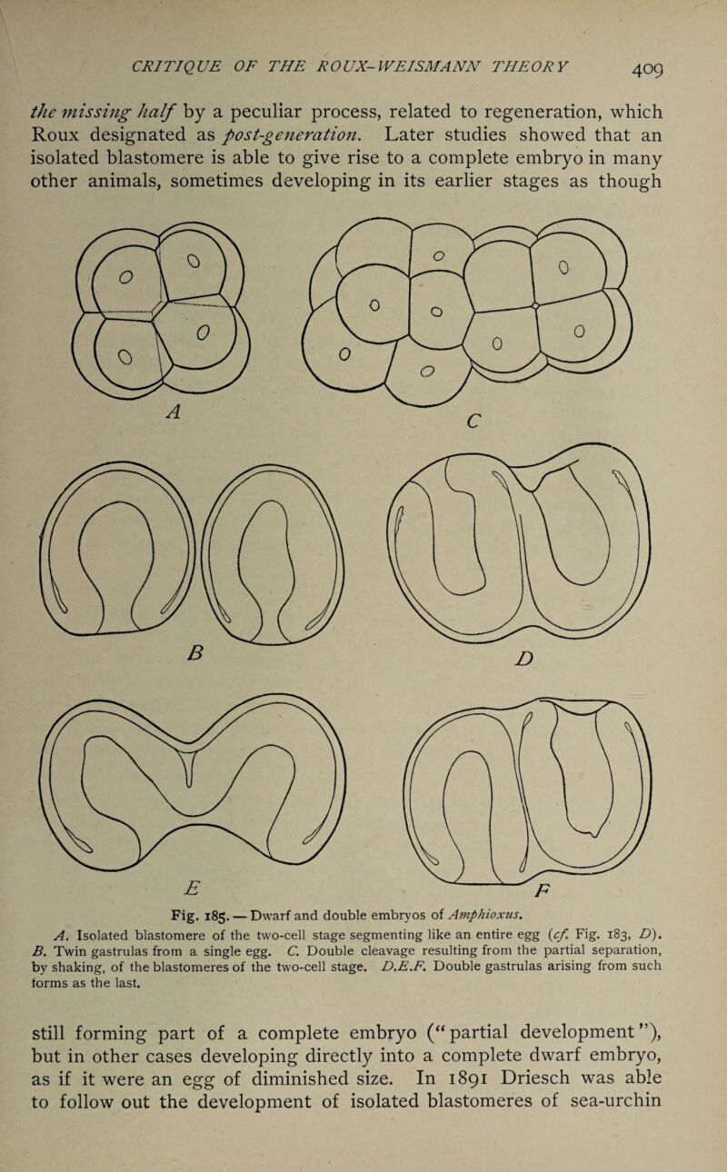 the missing half by a peculiar process, related to regeneration, which Roux designated as post-generation. Later studies showed that an isolated blastomere is able to give rise to a complete embryo in many other animals, sometimes developing in its earlier stages as though Fig. 185. — Dwarf and double embryos of Amphioxus. A. Isolated blastomere of the two-cell stage segmenting like an entire egg (cf. Fig. 183, D). B. Twin gastrulas from a single egg. C. Double cleavage resulting from the partial separation, by shaking, of the blastomeres of the two-cell stage. D.E.F. Double gastrulas arising from such forms as the last. still forming part of a complete embryo (“partial development”), but in other cases developing directly into a complete dwarf embryo, as if it were an egg of diminished size. In 1891 Driesch was able to follow out the development of isolated blastomeres of sea-urchin