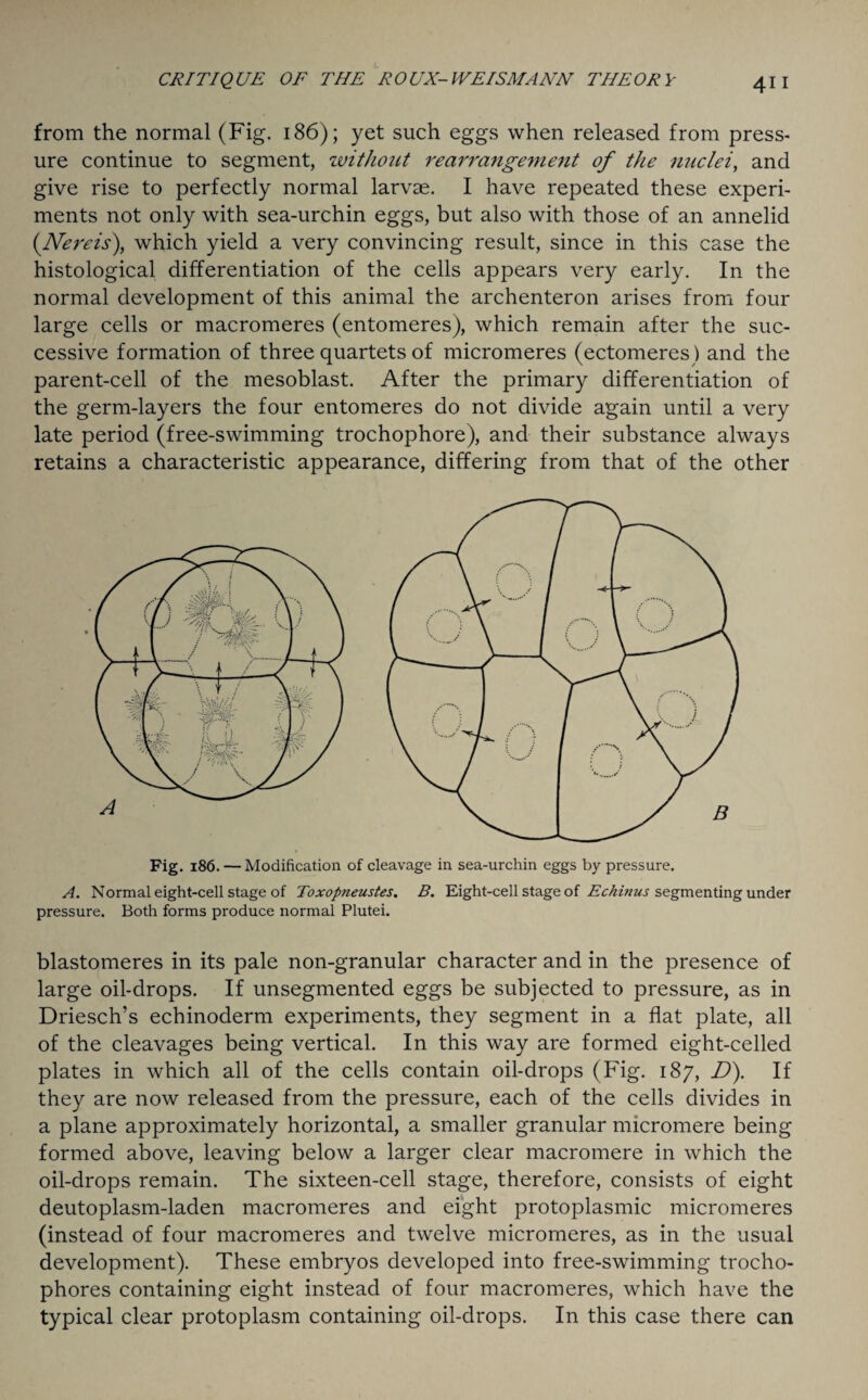 from the normal (Fig. 186); yet such eggs when released from press¬ ure continue to segment, without rearrangement of the nuclei, and give rise to perfectly normal larvae. I have repeated these experi¬ ments not only with sea-urchin eggs, but also with those of an annelid (Nereis), which yield a very convincing result, since in this case the histological differentiation of the cells appears very early. In the normal development of this animal the archenteron arises from four large cells or macromeres (entomeres), which remain after the suc¬ cessive formation of three quartets of micromeres (ectomeres) and the parent-cell of the mesoblast. After the primary differentiation of the germ-layers the four entomeres do not divide again until a very late period (free-swimming trochophore), and their substance always retains a characteristic appearance, differing from that of the other Fig. 186. — Modification of cleavage in sea-urchin eggs by pressure. A. Normal eight-cell stage of Toxopneustes. B. Eight-cell stage of Echinus segmenting under pressure. Both forms produce normal Plutei. blastomeres in its pale non-granular character and in the presence of large oil-drops. If unsegmented eggs be subjected to pressure, as in Driesch’s echinoderm experiments, they segment in a flat plate, all of the cleavages being vertical. In this way are formed eight-celled plates in which all of the cells contain oil-drops (Fig. 187, D). If they are now released from the pressure, each of the cells divides in a plane approximately horizontal, a smaller granular micromere being formed above, leaving below a larger clear macromere in which the oil-drops remain. The sixteen-cell stage, therefore, consists of eight deutoplasm-laden macromeres and eight protoplasmic micromeres (instead of four macromeres and twelve micromeres, as in the usual development). These embryos developed into free-swimming trocho- phores containing eight instead of four macromeres, which have the typical clear protoplasm containing oil-drops. In this case there can