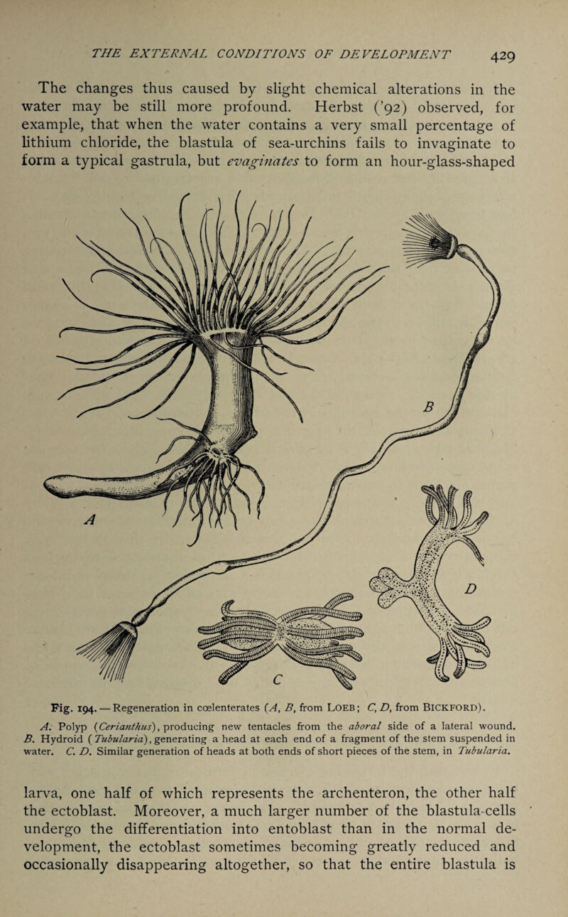 THE EXTERNAL CONDITIONS OF DEVELOPMENT The changes thus caused by slight chemical alterations in the water may be still more profound. Herbst (’92) observed, for example, that when the water contains a very small percentage of lithium chloride, the blastula of sea-urchins fails to invaginate to form a typical gastrula, but evaginates to form an hour-glass-shaped Fig. 194. — Regeneration in coelenterates (A, B, from Loeb; C,D, from BICKFORD). A. Polyp {Cerianthus), producing new tentacles from the aboral side of a lateral wound. B. Hydroid ( Tubularia), generating a head at each end of a fragment of the stem suspended in water. C. D. Similar generation of heads at both ends of short pieces of the stem, in Tubularia. larva, one half of which represents the archenteron, the other half the ectoblast. Moreover, a much larger number of the blastula-cells undergo the differentiation into entoblast than in the normal de¬ velopment, the ectoblast sometimes becoming greatly reduced and occasionally disappearing altogether, so that the entire blastula is