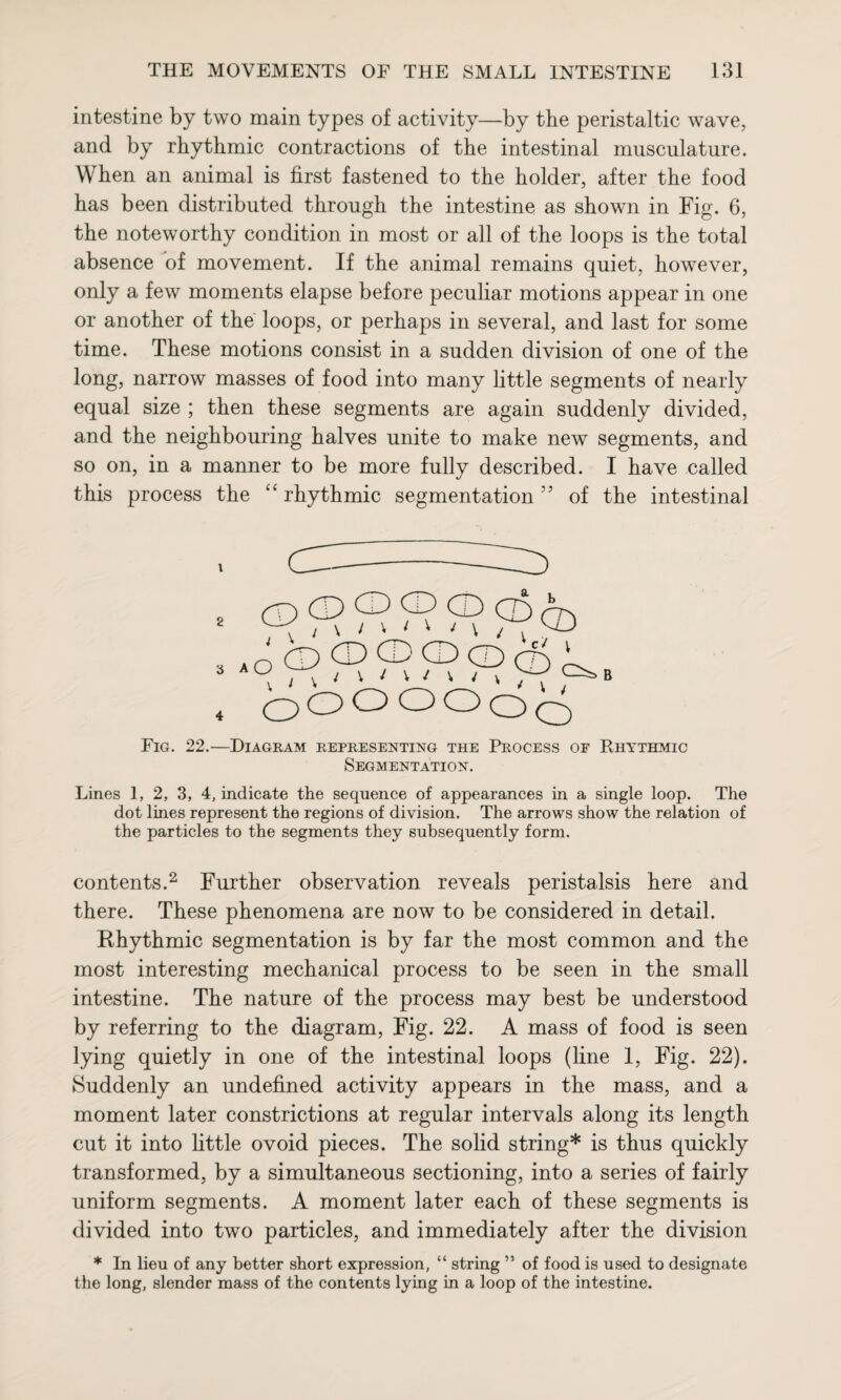 intestine by two main types of activity—by the peristaltic wave, and by rhythmic contractions of the intestinal musculature. When an animal is first fastened to the holder, after the food has been distributed through the intestine as shown in Fig. 6, the noteworthy condition in most or all of the loops is the total absence of movement. If the animal remains quiet, however, only a few moments elapse before peculiar motions appear in one or another of the loops, or perhaps in several, and last for some time. These motions consist in a sudden division of one of the long, narrow masses of food into many little segments of nearly equal size ; then these segments are again suddenly divided, and the neighbouring halves unite to make new segments, and so on, in a manner to be more fully described. I have called this process the “ rhythmic segmentation 55 of the intestinal Fig. 22.—Diagram representing the Process of Rhythmic Segmentation. Lines 1, 2, 3, 4, indicate the sequence of appearances in a single loop. The dot lines represent the regions of division. The arrows show the relation of the particles to the segments they subsequently form. contents.2 Further observation reveals peristalsis here and there. These phenomena are now to be considered in detail. Rhythmic segmentation is by far the most common and the most interesting mechanical process to be seen in the small intestine. The nature of the process may best be understood by referring to the diagram, Fig. 22. A mass of food is seen lying quietly in one of the intestinal loops (line 1, Fig. 22). Suddenly an undefined activity appears in the mass, and a moment later constrictions at regular intervals along its length cut it into little ovoid pieces. The solid string* is thus quickly transformed, by a simultaneous sectioning, into a series of fairly uniform segments. A moment later each of these segments is divided into two particles, and immediately after the division * In lieu of any better short expression, “ string ” of food is used to designate the long, slender mass of the contents lying in a loop of the intestine.