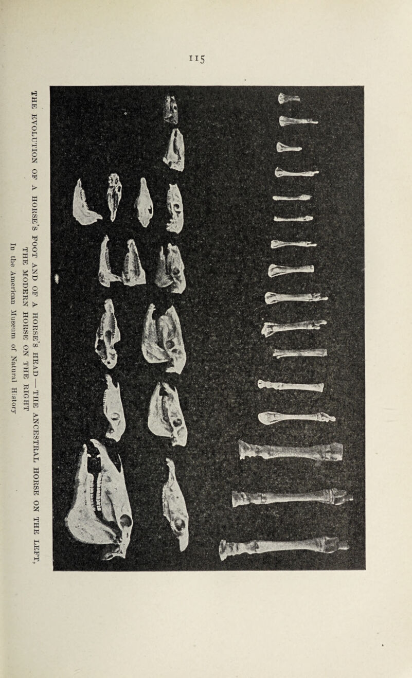 THE EVOLUTION OF A HORSE’S FOOT AND OF A HORSE’S HEAD — THE ANCESTRAL HORSE ON THE LEFT, THE MODERN HORSE ON THE RIGHT ”5