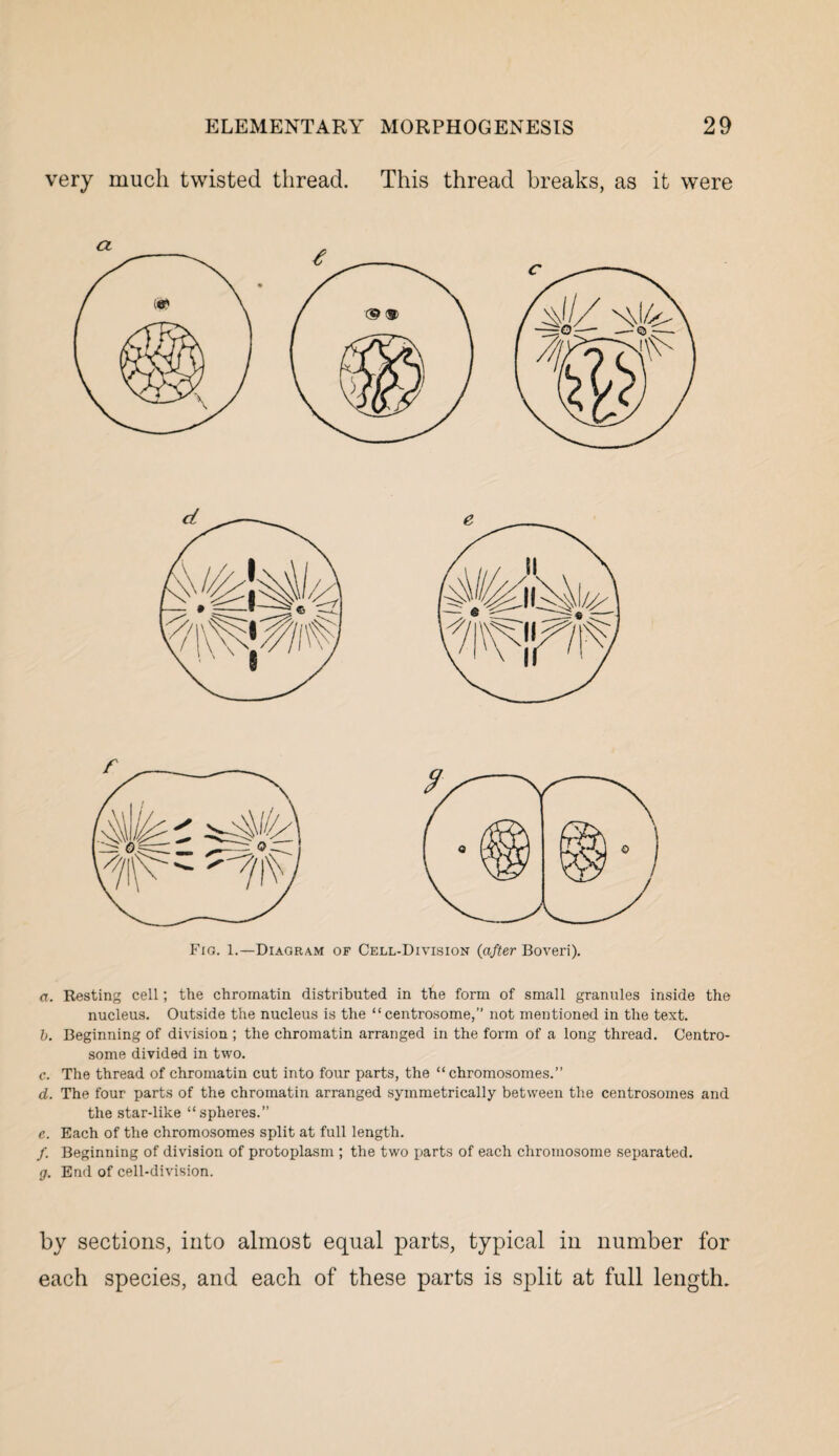 very much twisted thread. This thread breaks, as it were Fig. 1.—Diagram of Cell-Division (after Boveri). a. Resting cell; the chromatin distributed in the form of small granules inside the nucleus. Outside the nucleus is the “ centrosome,” not mentioned in the text. b. Beginning of division ; the chromatin arranged in the form of a long thread. Centro¬ some divided in two. c. The thread of chromatin cut into four parts, the “chromosomes.” d. The four parts of the chromatin arranged symmetrically between the centrosomes and the star-like “spheres.” e. Each of the chromosomes split at full length. /. Beginning of division of protoplasm ; the two parts of each chromosome separated. g. End of cell-division. by sections, into almost equal parts, typical in number for each species, and each of these parts is split at full length.