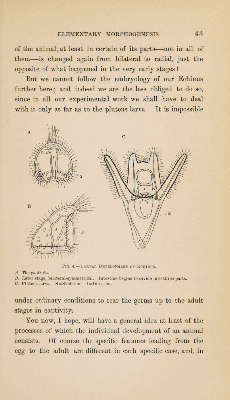 of the animal, at least in certain of its parts—not in all of them—is changed again from bilateral to radial, just the opposite of what happened in the very early stages ! But we cannot follow the embryology of our Echinus further here; and indeed we are the less obliged to do so, since in all our experimental work we shall have to deal with it only as far as to the pluteus larva. It is impossible Fig. 4.—Larval Development of Echinus. A. The gastrula. B. Later stage, bilateral-symmetrical. Intestine begins to divide into three parts. C. Pluteus larva. S = Skeleton. I = Intestine. under ordinary conditions to rear the germs up to the adult stages in captivity. You now, I hope, will have a general idea at least of the processes of which the individual development of an animal consists. Of course the specific features leading from the egg to the adult are different in each specific case, and, in