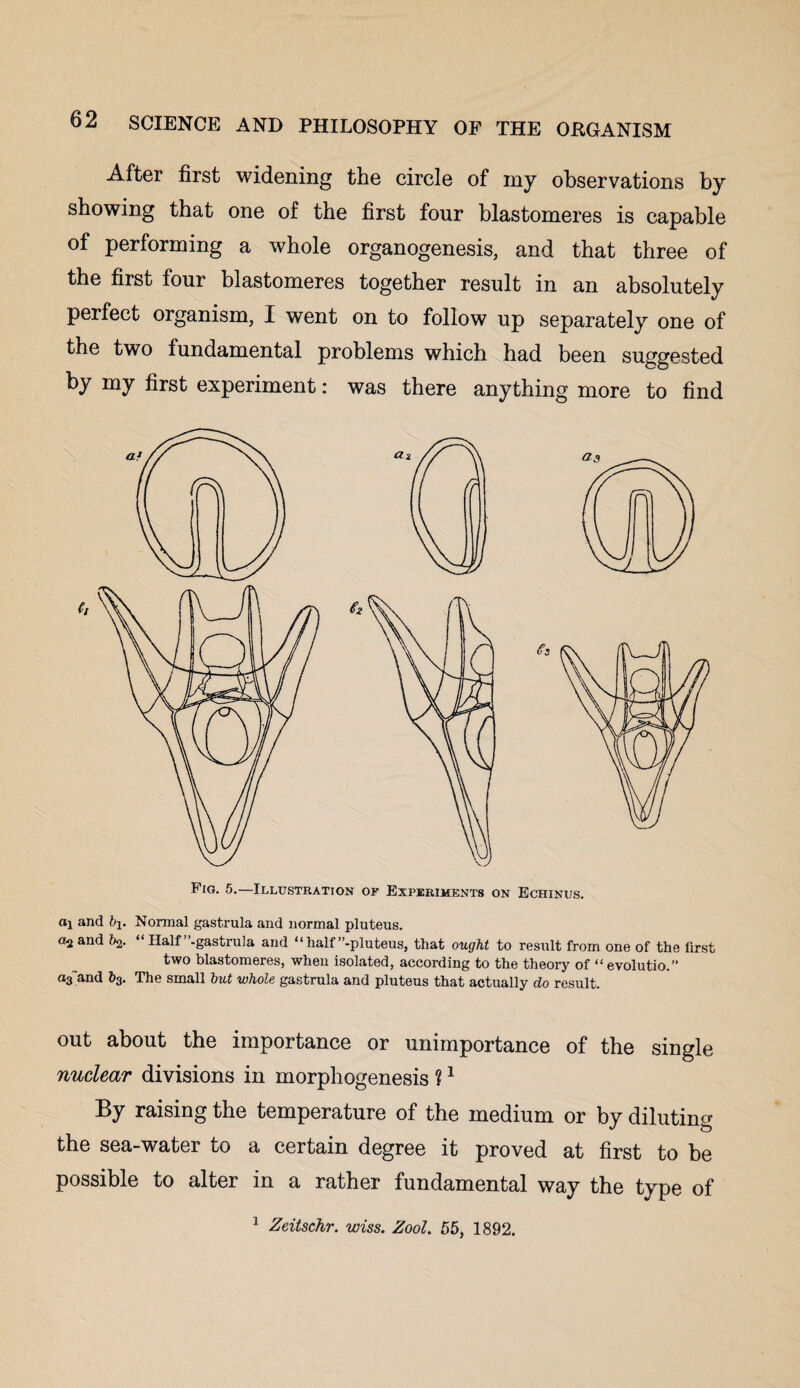 After first widening the circle of my observations by showing that one of the first four blastomeres is capable of performing a whole organogenesis, and that three of the first four blastomeres together result in an absolutely perfect organism, I went on to follow up separately one of the two fundamental problems which had been suggested by my first experiment: was there anything more to find Fig. 5.—Illustration of Experiments on Echinus. «l and bj. Normal gastrula and normal pluteus. and ^ “ Half’’-gastrula and “ half’’-pluteus, that ought to result from one of the first two blastomeres, when isolated, according to the theory of “evolutio.” a3and b3. The small but whole gastrula and pluteus that actually do result. out about the importance or unimportance of the single nuclear divisions in morphogenesis ?1 By raising the temperature of the medium or by diluting the sea-water to a certain degree it proved at first to be possible to alter in a rather fundamental way the type of