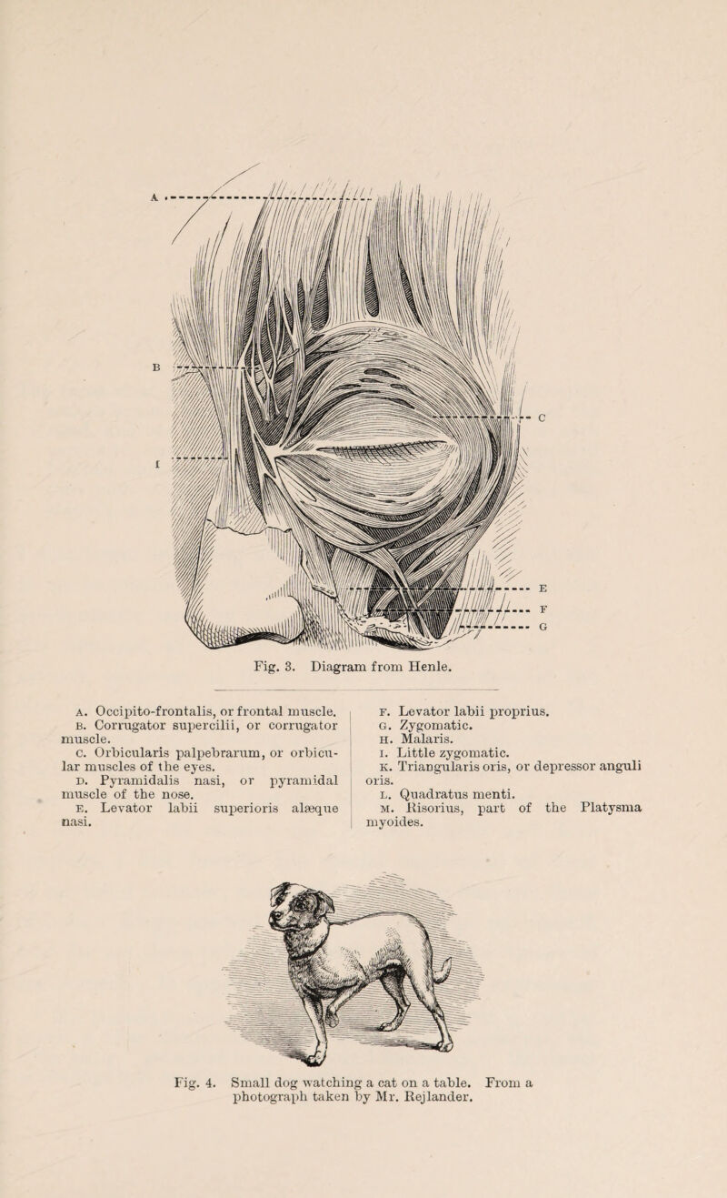 Fig. 3. Diagram from Henle. a. Occipito-frontalis, or frontal muscle. b. Corrugator supercilii, or corrugator muscle. c. Orbicularis palpebrarum, or orbicu¬ lar muscles of the eyes. d. Pyramidalis nasi, or pyramidal muscle of the nose. e. Levator labii superioris alteque nasi. f. Levator labii proprius. G. Zygomatic. h. Malaris. i. Little zygomatic. K. Triangularis oris, or depressor anguli oris. l. Quadratus menti. m. Risorius, part of the Platysma myoides. Fig. 4. Small dog watching a cat on a table. From a photograph taken by Mr. Rejlander.