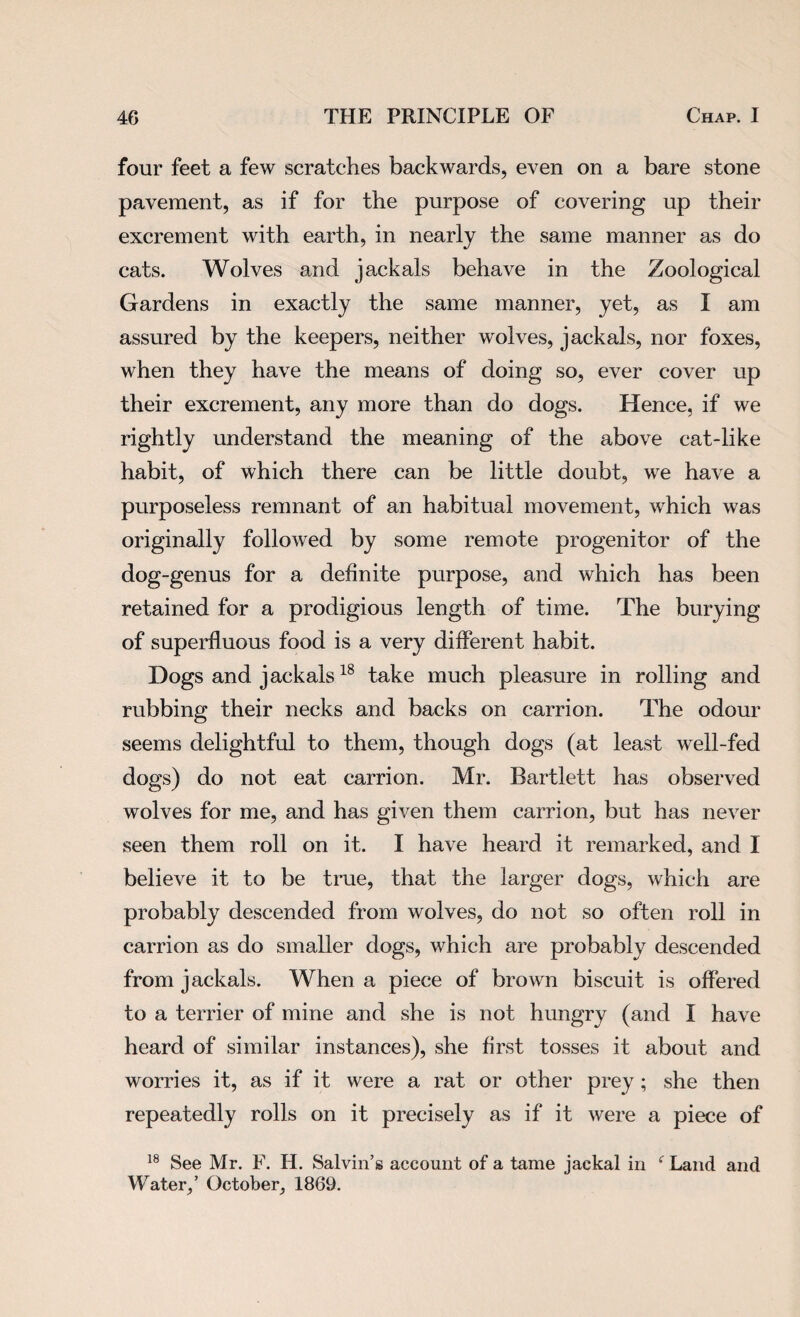 four feet a few scratches backwards, even on a bare stone pavement, as if for the purpose of covering up their excrement with earth, in nearly the same manner as do cats. Wolves and jackals behave in the Zoological Gardens in exactly the same manner, yet, as I am assured by the keepers, neither wolves, jackals, nor foxes, when they have the means of doing so, ever cover up their excrement, any more than do dogs. Hence, if we rightly understand the meaning of the above cat-like habit, of which there can be little doubt, we have a purposeless remnant of an habitual movement, which was originally followed by some remote progenitor of the dog-genus for a definite purpose, and which has been retained for a prodigious length of time. The burying of superfluous food is a very different habit. Dogs and jackals18 take much pleasure in rolling and rubbing their necks and backs on carrion. The odour seems delightful to them, though dogs (at least well-fed dogs) do not eat carrion. Mr. Bartlett has observed wolves for me, and has given them carrion, but has never seen them roll on it. I have heard it remarked, and I believe it to be true, that the larger dogs, which are probably descended from wolves, do not so often roll in carrion as do smaller dogs, which are probably descended from jackals. When a piece of brown biscuit is offered to a terrier of mine and she is not hungry (and I have heard of similar instances), she first tosses it about and worries it, as if it were a rat or other prey; she then repeatedly rolls on it precisely as if it were a piece of 18 See Mr. F. H. Salvin’s account of a tame jackal in f Land and Water,’ October, 1869.