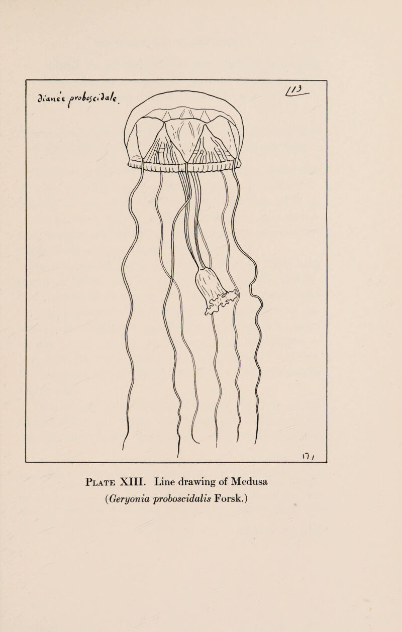 Plate XIII. Line drawing of Medusa {Geryonia proboscidalis Forsk.)