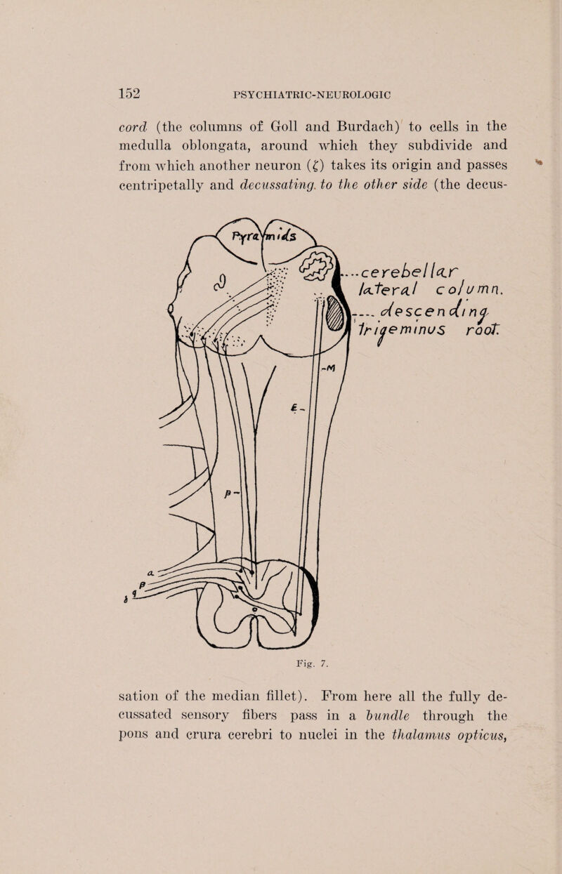 cord (the columns of Goll and Burdach) to cells in the medulla oblongata, around which they subdivide and from which another neuron (£) takes its origin and passes centripetally and decussating, to the other side (the decus¬ sation of the median fillet). From here all the fully de¬ cussated sensory fibers pass in a bundle through the pons and crura cerebri to nuclei in the thalamus opticus,