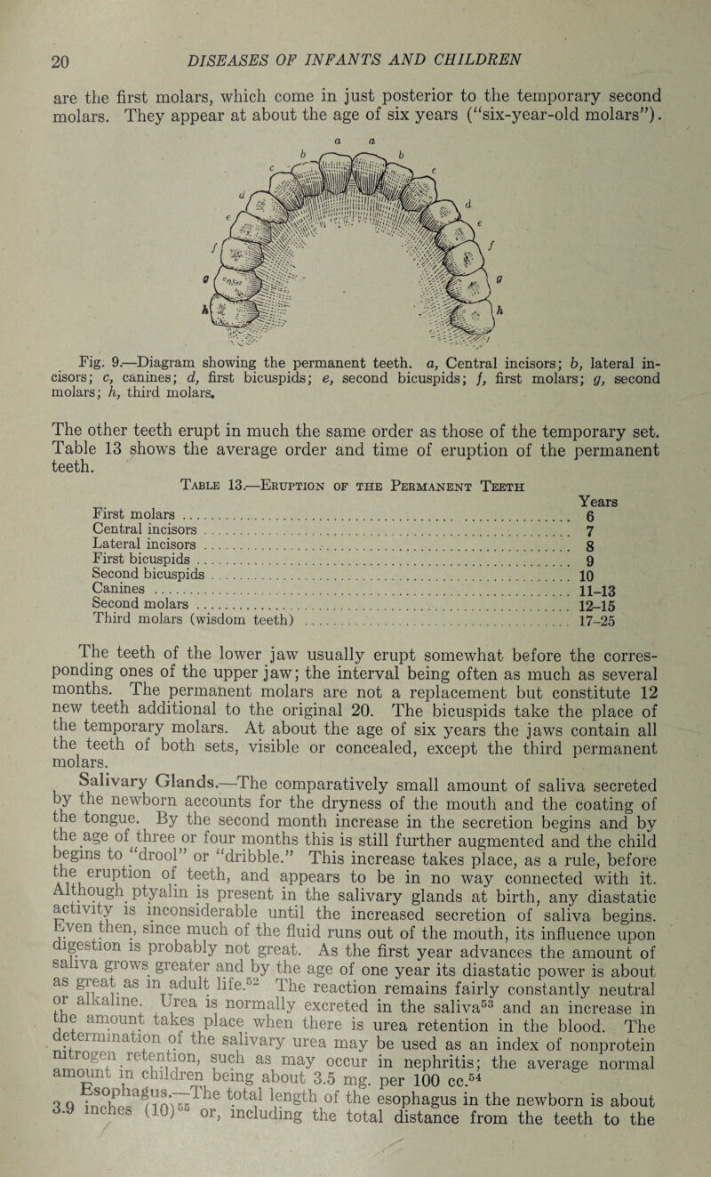 are the first molars, which come in just posterior to the temporary second molars. They appear at about the age of six years (“six-year-old molars”). a a Fig. 9.—Diagram showing the permanent teeth, a, Central incisors; b, lateral in¬ cisors; c, canines; d, first bicuspids; e, second bicuspids; j, first molars; g, second molars; h, third molars. The other teeth erupt in much the same order as those of the temporary set. Table 13 shows the average order and time of eruption of the permanent teeth. Table 13.—Eruption of the Permanent Teeth Years First molars. 6 Central incisors. 7 Lateral incisors. 8 First bicuspids. 9 Second bicuspids. 10 Canines . 11-13 Second molars. 12-15 Third molars (wisdom teeth) . 17-25 The teeth of the lower jaw usually erupt somewhat before the corres¬ ponding ones of the upper jaw; the interval being often as much as several months. The permanent molars are not a replacement but constitute 12 new teeth additional to the original 20. The bicuspids take the place of the temporary molars. At about the age of six years the jaws contain all the teeth of both sets, visible or concealed, except the third permanent molars. Salivary Glands.—The comparatively small amount of saliva secreted by the newborn accounts for the dryness of the mouth and the coating of the tongue. By the second month increase in the secretion begins and by the age of three or four months this is still further augmented and the child begins to drool” or “dribble.” This increase takes place, as a rule, before the eruption of teeth, and appears to be in no way connected with it. ithough. ptyalin is present in the salivary glands at birth, any diastatic activity is inconsiderable until the increased secretion of saliva begins, wen then, since much of the fluid runs out of the mouth, its influence upon digestion is probably not great. As the first year advances the amount of saliva grows greater and by the age of one year its diastatic power is about aS aS m ac^u^ life--'2 The reaction remains fairly constantly neutral oi a valine. Urea is normally excreted in the saliva53 and an increase in e amount takes place when there is urea retention in the blood. The determination of the salivary urea may be used as an index of nonprotein rogen retention, such, as may occur in nephritis; the average normal amount m children being about 3.5 mg. per 100 cc.5* q q •noof the esophagus in the newborn is about c ly i or> ^eluding the total distance from the teeth to the