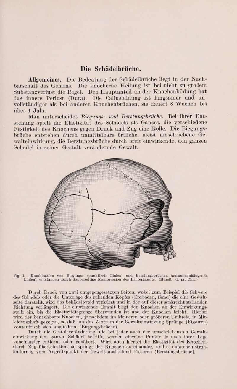 Die Schädelbrüche. Allgemeines. Die Bedeutung der Schädelbrüche liegt in der Nach¬ barschaft des Gehirns. Die knöcherne Heilung ist bei nicht zu großem Substanz Verlust die Begeh Den Hauptanteil an der Knochenbildung hat das innere Periost (Dura). Die Callusbildung ist langsamer und un¬ vollständiger als bei anderen Knochenbrüchen, sie dauert 8 Wochen bis über 1 Jahr. Man unterscheidet Biegungs- und Berstungsbrüche. Bei ihrer Ent¬ stehung spielt die Elastizität des Schädels als Ganzes, die verschiedene Festigkeit des Knochens gegen Druck und Zug eine Bolle. Die Biegungs¬ brüche entstehen durch unmittelbare örtliche, meist umschriebene Ge¬ walteinwirkung, die Berstungsbrüche durch breit einwirkende, den ganzen Schädel in seiner Gestalt verändernde Gewalt. Big. 1. Kombination von Biegungs- (punktierte Linien) und Berstungsbrüchen (zusammenhängende Linien), entstanden durch doppelseitige Kompression des Hinterhaupts. (Handb. d. pr. Chir.) Durch Druck von zwei entgegengesetzten Seiten, wobei zum Beispiel die Schwere des Schädels oder die Unterlage des ruhenden Kopfes (Erdboden, Sand) die eine Gewalt¬ seite darstellt, wird das Schädelovoid verkürzt und in der auf dieser senkrecht stehenden Richtung verlängert. Die einwirkende Gewalt biegt den Knochen an der Einwirkungs¬ stelle ein, bis die Elastizitätsgrenze überwunden ist und der Knochen bricht. Hierbei wird der benachbarte Knochen, je nachdem im kleineren oder größeren Umkreis, in Mit¬ leidenschaft gezogen, so daß um das Zentrum der Gewalteinwirkung Sprünge (Fissuren) konzentrisch sich angliedern (Biegungsbrüche). Durch die Gestaltveränderung, die bei jeder auch der umschriebensten Gewalt¬ einwirkung den ganzen Schädel betrifft, werden einzelne Punkte je nach ihrer Lage voneinander entfernt oder genähert. Wird auch hierbei die Elastizität des Knochens durch Zug überschritten, so springt der Knochen auseinander, und es entstehen strah¬ lenförmig vom Angriffspunkt der Gewalt auslaufend Fissuren (Berstungsbrüche).