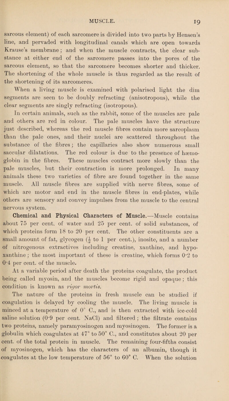 sarcous element) of each sarcomere is divided into two parts by Hensen’s line, and pervaded with longitudinal canals which are open towards Krause’s membrane; and when the muscle contracts, the clear sub¬ stance at either end of the sarcomere passes into the pores of the sarcous element, so that the sarcomere becomes shorter and thicker. The shortening of the whole muscle is thus regarded as the result of the shortening of its sarcomeres. When a living muscle is examined with polarised light the dim segments are seen to be doubly refracting (anisotropous), while the clear segments are singly refracting (isotropous). In certain animals, such as the rabbit, some of the muscles are pale and others are red in colour. The pale muscles have the structure just described, whereas the red muscle fibres contain more sarcoplasm than the pale ones, and their nuclei are scattered throughout the substance of the fibres; the capillaries also show numerous small saccular dilatations. The red colour is due to the presence of haemo¬ globin in the fibres. These muscles contract more slowly than the pale muscles, but their contraction is more prolonged. In many animals these two varieties of fibre are found together in the same muscle. All muscle fibres are supplied with nerve fibres, some of which are motor and end in the muscle fibres in end-plates, while others are sensory and convey impulses from the muscle to the centra] nervous system. Chemical and Physical Characters of Muscle.—Muscle contains about 75 per cent, of water and 25 per cent, of solid substances, of which proteins form 18 to 20 per cent. The other constituents are a small amount of fat, glycogen (J to 1 per cent.), inosite, and a number of nitrogenous extractives including creatine, xanthine, and hypo- xanthine ; the most important of these is creatine, which forms 0*2 to 0’4 per cent, of the muscle. At a variable period after death the proteins coagulate, the product being called myosin, and the muscles become rigid and opaque; this condition is known as rigor mortis. The nature of the proteins in fresh muscle can be studied if coagulation is delayed by cooling the muscle. The living muscle is minced at a temperature of 0° C., and is then extracted with ice-cold saline solution (0’9 per cent. NaCl) and filtered; the filtrate contains two proteins, namely paramyosinogen and myosinogen. The former is a globulin which coagulates at 47° to 50° C., and constitutes about 20 per cent, of the total protein in muscle. The remaining four-fifths consist of myosinogen, which has the characters of an albumin, though it coagulates at the low temperature of 56° to 60° C. When the solution