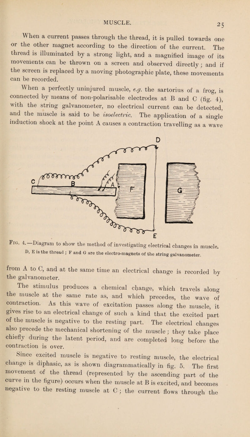 When a current passes through the thread, it is pulled towards one or the other magnet according to the direction of the current. The thiead is illuminated by a strong light, and a magnified image of its movements can be thrown on a screen and observed directly; and if the screen is replaced by a moving photographic plate, these movements can be recorded. When a perfectly uninjured muscle, e.g. the sartorius of a frog, is connected by means of non-polarisable electrodes at B and C (fig. 4), with the string galvanometer, no electrical current can be detected, and the muscle is said to be isoelectric. The application of a single induction shock at the point A causes a contraction travelling as a wave D D, E is the thread ; F and G are the electro-magnets of the string galvanometer. fiom A to G, and at the same time an electrical change is recorded by the galvanometer. The stimulus produces a chemical change, which travels along the muscle at the same rate as, and which precedes, the wave of contraction. As this wave of excitation passes along the muscle, it gives rise to an electrical change of such a kind that the excited part of the muscle is negative to the resting part. The electrical changes also precede the mechanical shortening of the muscle; they take place chiefly during the latent period, and are completed long before the contraction is over. Since excited muscle is negative to resting muscle, the electrical change is diphasic, as is shown diagram matically in fig. 5, The first movement of the thread (represented by the ascending part of the curve in the figure) occurs when the muscle at B is excited, and becomes negative to the resting muscle at C ; the current flows through the