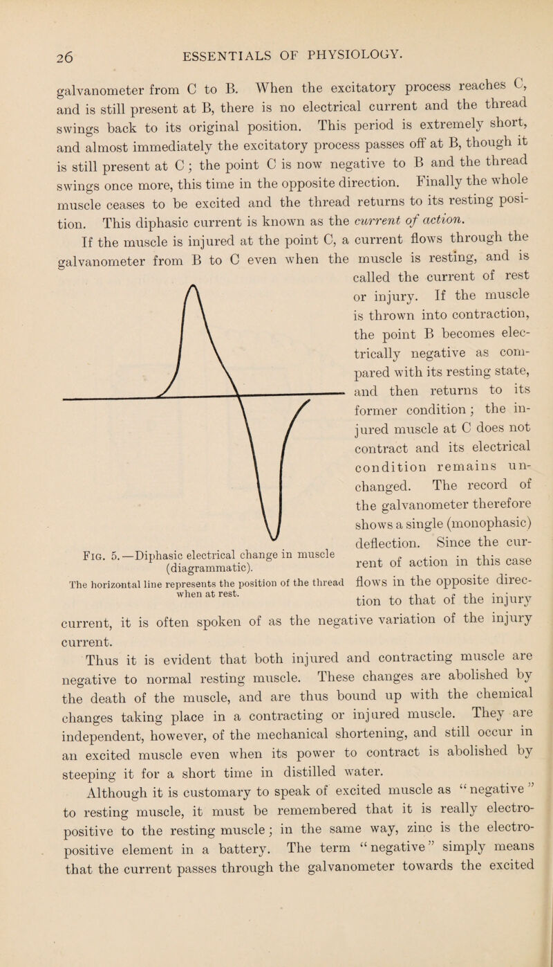 galvanometer from C to B. When the excitatory process reaches C, and is still present at B, there is no electrical current and the thread swings back to its original position. This period is extremely short, and almost immediately the excitatory process passes off at B, though it is still present at C; the point C is now negative to B and the thread swings once more, this time in the opposite direction. Finally the whole muscle ceases to be excited and the thread returns to its resting posi¬ tion. This diphasic current is known as the current of action. If the muscle is injured at the point C, a current flows through the galvanometer from B to C even when the muscle is resting, and is called the current of rest or injury. If the muscle is thrown into contraction, the point B becomes elec¬ trically negative as com¬ pared with its resting state, and then returns to its former condition; the in¬ jured muscle at C does not contract and its electrical condition remains un¬ changed. The record of the galvanometer therefore shows a single (monophasic) deflection. Since the cur¬ rent of action in this case flows in the opposite direc¬ tion to that of the injury current, it is often spoken of as the negative variation of the injury current. Thus it is evident that both injured and contracting muscle are negative to normal resting muscle. These changes are abolished by the death of the muscle, and are thus bound up with the chemical changes taking place in a contracting or injured muscle. They are independent, however, of the mechanical shortening, and still occur in an excited muscle even when its power to contract is abolished by steeping it for a short time in distilled water. Although it is customary to speak of excited muscle as “negative to resting muscle, it must be remembered that it is really electio- positive to the resting muscle; in the same way, zinc is the electro¬ positive element in a battery. The term “negative” simply means that the current passes through the galvanometer towards the excited Fig. 5.—Diphasic electrical change in muscle (diagrammatic). The horizontal line represents the position of the thread when at rest.