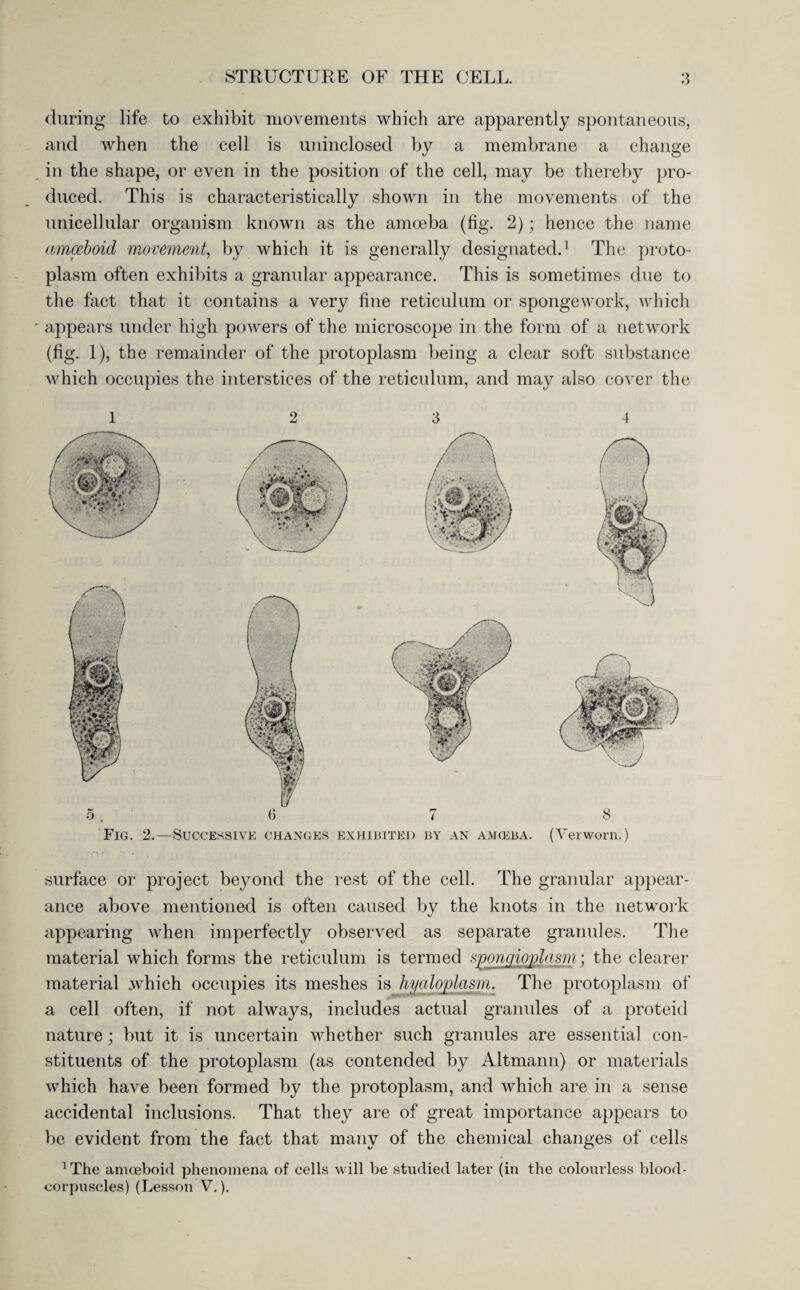 during life to exhibit movements which are apparently spontaneous, and when the cell is uninclosed by a membrane a change in the shape, or even in the position of the cell, may be thereby pro¬ duced. This is characteristically shown in the movements of the unicellular organism known as the amoeba (fig. 2); hence the name amoeboid movement, by which it is generally designated.1 The proto¬ plasm often exhibits a granular appearance. This is sometimes due to the fact that it contains a very fine reticulum or spongework, which appears under high powers of the microscope in the form of a network (fig. 1), the remainder of the protoplasm being a clear soft substance which occupies the interstices of the reticulum, and may also cover the Fig. 2.—Successive changes exhibited by an amoeba. 4 8 (Verworn.) surface or project beyond the rest of the cell. The granular appear¬ ance above mentioned is often caused by the knots in the network appearing when imperfectly observed as separate granules. The material which forms the reticulum is termed sponc/ioplasm; the clearer a cell often, if not always, includes actual granules of a proteid nature; but it is uncertain whether such granules are essential con¬ stituents of the protoplasm (as contended by Altmann) or materials which have been formed by the protoplasm, and which are in a sense accidental inclusions. That they are of great importance appears to be evident from the fact that many of the chemical changes of cells 1 The amoeboid phenomena of cells will be studied later (in the colourless blood- corpuscles) (Lesson V.).