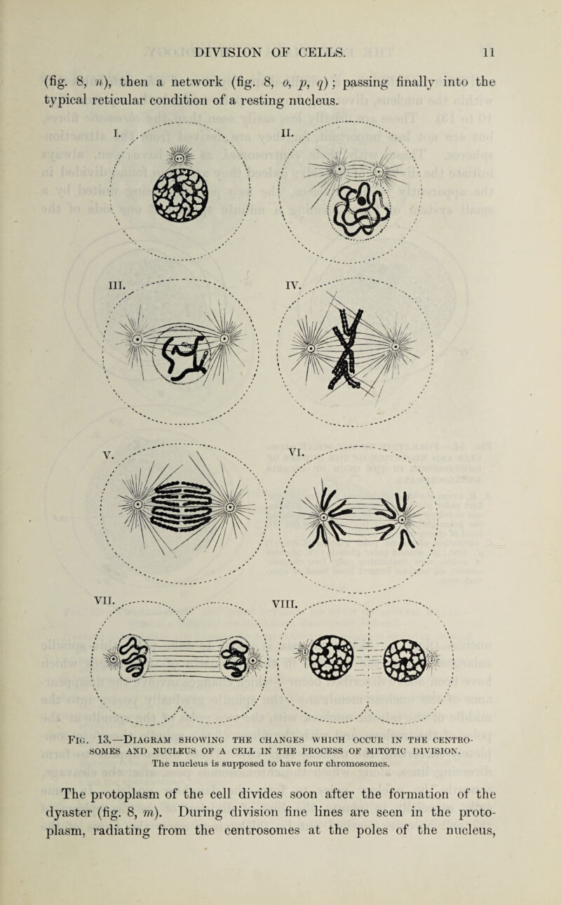 (fig. 8, n), then a network (fig. 8, o, p, q); passing finally into the typical reticular condition of a resting nucleus. Fig. 13.—Diagram showing the changes which occur in the centro- SOMES AND NUCLEUS OF A CELL IN THE PROCESS OF MITOTIC DIVISION. The nucleus is supposed to have four chromosomes. The protoplasm of the cell divides soon after the formation of the dyaster (fig. 8, m). During division fine lines are seen in the proto¬ plasm, radiating from the centrosomes at the poles of the nucleus,