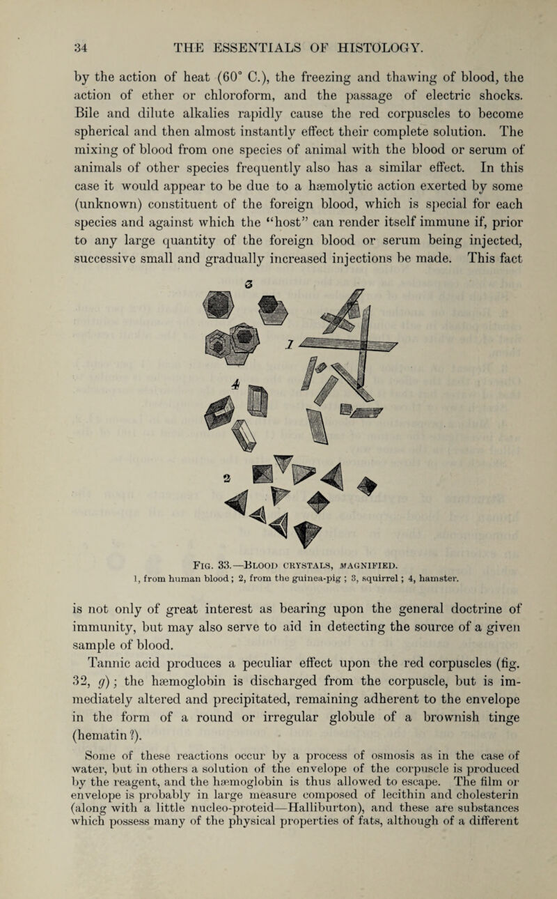 by the action of heat (60° C.), the freezing and thawing of blood, the action of ether or chloroform, and the passage of electric shocks. Bile and dilute alkalies rapidly cause the red corpuscles to become spherical and then almost instantly effect their complete solution. The mixing of blood from one species of animal with the blood or serum of animals of other species frequently also has a similar effect. In this case it would appear to be due to a haemolytic action exerted by some (unknown) constituent of the foreign blood, which is special for each species and against which the “host” can render itself immune if, prior to any large quantity of the foreign blood or serum being injected, successive small and gradually increased injections be made. This fact 3 Fig. 33.—Blood crystals, magnified. 1, from human blood; 2, from the guinea-pig ; 3, squirrel; 4, hamster. is not only of great interest as bearing upon the general doctrine of immunity, but may also serve to aid in detecting the source of a given sample of blood. Tannic acid produces a peculiar effect upon the red corpuscles (fig. 32, g); the haemoglobin is discharged from the corpuscle, but is im¬ mediately altered and precipitated, remaining adherent to the envelope in the form of a round or irregular globule of a brownish tinge (hematin ?). Some of these reactions occur by a process of osmosis as in the case of water, but in others a solution of the envelope of the corpuscle is produced by the reagent, and the haemoglobin is thus allowed to escape. The film or envelope is probably in large measure composed of lecithin and cholesterin (along with a little nucleo-proteid—Halliburton), and these are substances which possess many of the physical properties of fats, although of a different