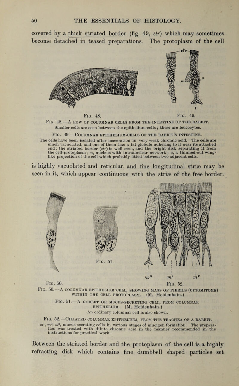 covered by a thick striated border (fig. 49, str) which may sometimes become detached in teased preparations. The protoplasm of the cell Fig. 48. Fig. 49. Fig. 48.—A row of columnar cells from the intestine of the rabbit. Smaller cells are seen between the epithelium-cells ; these are leucocytes. Fig. 49.—Columnar epithelium-cells of the rabbit’s intestine. The cells have been isolated after maceration in very weak chromic acid. The cells are much vacuolated, and one of them has a fat-globule adhering to it near its attached end; the striated border (str) is well seen, and the bright disk separating it from the cell-protoplasm ; n, nucleus with intranuclear network ; a, a thinned-out wing¬ like projection of the cell which probably fitted between two adjacent cells. is highly vacuolated and reticular, and fine longitudinal striae may be seen in it, which appear continuous with the striae of the free border. no3 rtv m Fig. 50. Fig. 52. Fig. 50.—A columnar epithelium-cell, showing mass of fibrils (cytomitome) within THE CELL protoplasm. (M. Heidenhain.) Fig. 51.—A goblet or mucus-secreting cell, from columnar epithelium. (M. Heidenhain.) An ordinary columnar cell is also shown. Fig. 52.—Ciliated columnar epithelium, from the trachea of a rabbit. rn2, m3, mucus-secreting cells in various stages of mucigen formation. The prepara¬ tion was treated with dilute chromic acid in the manner recommended in the instructions for practical work. Between the striated border and the protoplasm of the cell is a highly refracting disk which contains fine dumbbell shaped particles set