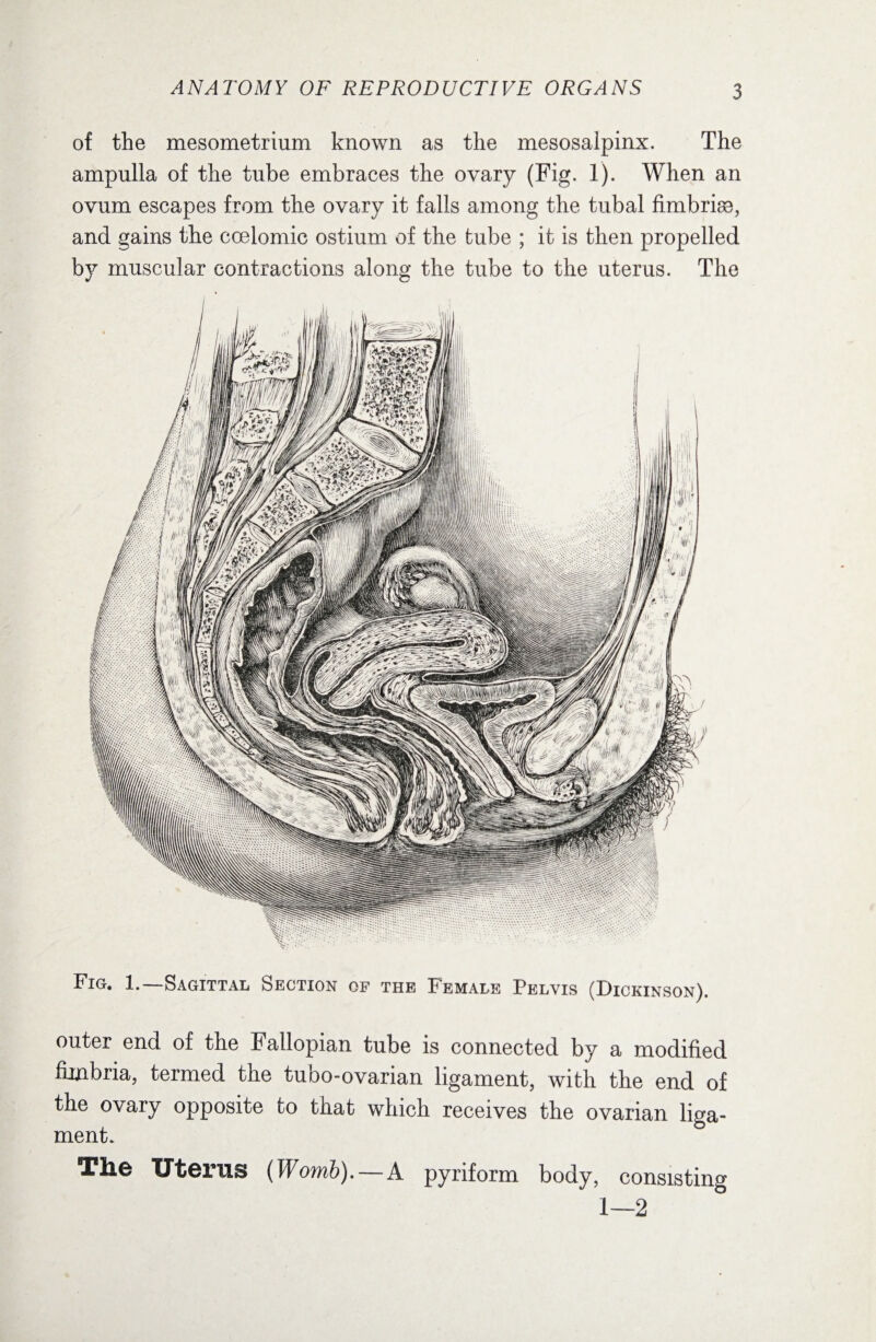 of the mesometrium known as the mesosalpinx. The ampulla of the tube embraces the ovary (Fig. T). When an ovum escapes from the ovary it falls among the tubal fimbrise, and gains the coelomic ostium of the tube ; it is then propelled by muscular contractions along the tube to the uterus. The Fig. 1.—Sagittal Section of the Female Pelvis (Dickinson). outer end of the Fallopian tube is connected by a modified fimbria, termed the tubo-ovarian ligament, with the end of the ovary opposite to that which receives the ovarian liga¬ ment. Tile Uterus (Womb). — A pyriform body, consisting 1—2