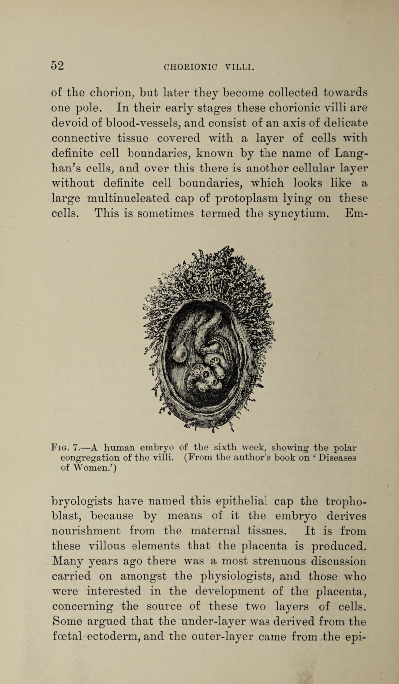 of the chorion, but later they become collected towards one pole. In their early stages these chorionic villi are devoid of blood-vessels, and consist of an axis of delicate connective tissue covered with a layer of cells with definite cell boundaries, known by the name of Lang- han’s cells, and over this there is another cellular layer without definite cell boundaries, which looks like a large multinucleated cap of protoplasm lying on these cells. This is sometimes termed the syncytium. Em- Fig. 7.—A human embryo of the sixth week, showing the polar congregation of the villi. (From the author’s book on ‘ Diseases of Women.’) bryologists have named this epithelial cap the tropho- blast, because by means of it the embryo derives nourishment from the maternal tissues. It is from these villous elements that the placenta is produced. Many years ago there was a most strenuous discussion carried on amongst the physiologists, and those who were interested in the development of the placenta, concerning the source of these two layers of cells. Some argued that the under-layer was derived from the foetal ectoderm, and the outer-layer came from the epi-