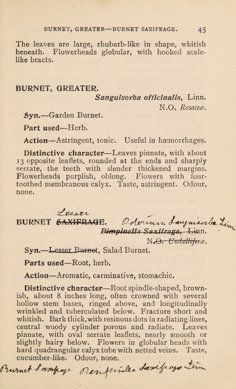 The leaves are large, rhubarb-like in shape, whitish beneath. Flowerheads globular, with hooked scale¬ like bracts. BURNET, GREATER. Sanguisorba officinalis, Linn. N.O. Rosacece. Syn.—Garden Burnet. Part used—Herb. Action—Astringent, tonic. Useful in haemorrhages. Distinctive character—Leaves pinnate, with about 13 opposite leaflets, rounded at the ends and sharply serrate, the teeth with slender thickened margins. Flowerheads purplish, oblong. Flowers with four¬ toothed membranous calyx. Taste, astringent. Odour, none. BURNET SAXIFRAGE. L Dimplnelln Saxifran. Syn.—Lesser Salad Burnet. Parts used—Root, herb. Action—Aromatic, carminative, stomachic. Distinctive character—Root spindle-shaped, brown¬ ish, about 8 inches long, often crowned with several hollow stem bases, ringed above, and longitudinally wrinkled and tuberculated below. Fracture short and whitish. Bark thick,with resinous dots in radiating lines, central woody cylinder porous and radiate. Leaves pinnate, with oval serrate leaflets, nearly smooth or slightly hairy below. Flowers in globular heads with hard quadrangular calyx tube with netted veins. Taste, cucumber-like. Odour, none.