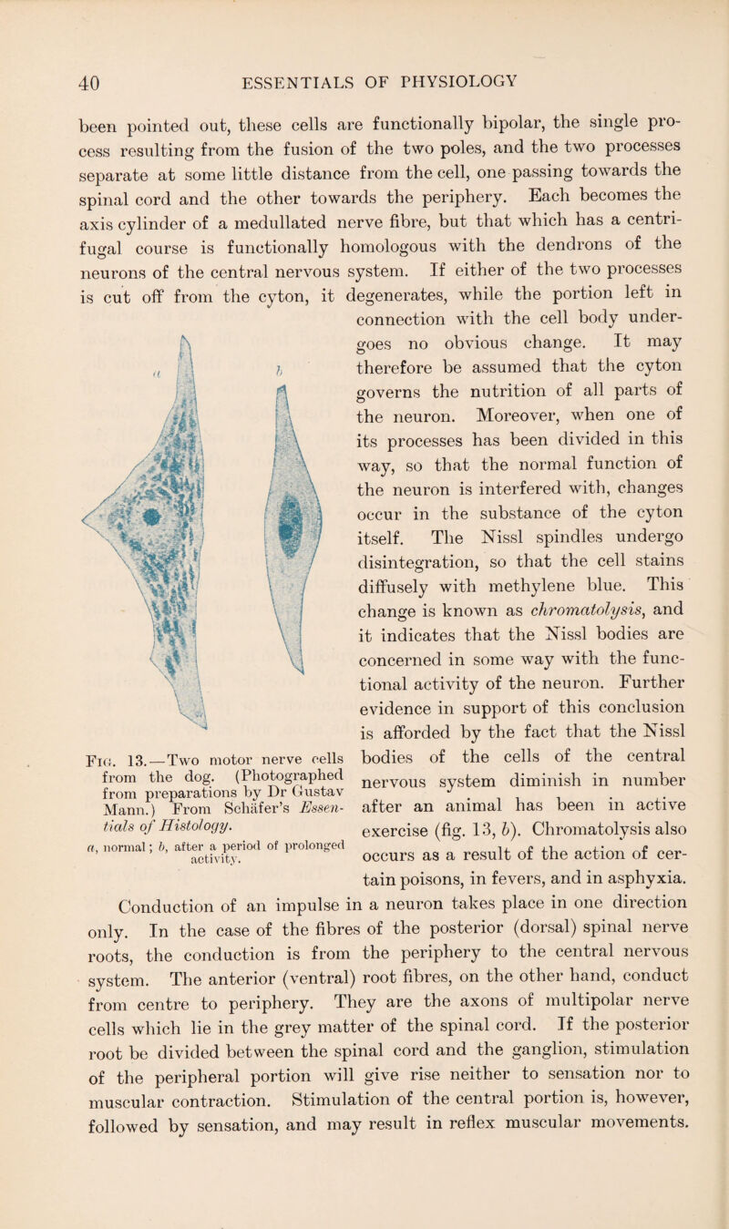 0M: . been pointed out, these cells are functionally bipolar, the single pro¬ cess resulting from the fusion of the two poles, and the two processes separate at some little distance from the cell, one passing towards the spinal cord and the other towards the periphery. Each becomes the axis cylinder of a medullated nerve fibre, but that which has a centri¬ fugal course is functionally homologous with the dendrons of the neurons of the central nervous system. If either of the two processes is cut off from the cyton, it degenerates, while the portion left in connection with the cell body under¬ goes no obvious change. It may therefore be assumed that the cyton governs the nutrition of all parts of the neuron. Moreover, when one of its processes has been divided in this way, so that the normal function of the neuron is interfered with, changes occur in the substance of the cyton itself. The Nissl spindles undergo disintegration, so that the cell stains diffusely with methylene blue. This change is known as chromatolysis, and it indicates that the ISTissl bodies are concerned in some way with the func¬ tional activity of the neuron. Further evidence in support of this conclusion is afforded by the fact that the Nissl bodies of the cells of the central nervous system diminish in number after an animal has been in active exercise (fig. 13, b). Chromatolysis also occurs as a result of the action of cer¬ tain poisons, in fevers, and in asphyxia. Conduction of an impulse in a neuron takes place in one direction only. In the case of the fibres of the posterior (dorsal) spinal nerve roots, the conduction is from the periphery to the central nervous system. The anterior (ventral) root fibres, on the other hand, conduct from centre to periphery. They are the axons of multipolar nerve cells which lie in the grey matter of the spinal cord. If the posterior root be divided between the spinal cord and the ganglion, stimulation of the peripheral portion will give rise neither to sensation nor to muscular contraction. Stimulation of the central portion is, however, followed by sensation, and may result in reflex muscular movements. Fig. 13. — Two motor nerve cells from the dog. (Photographed from preparations by Dr Gustav Mann.) From Schafer’s Essen¬ tials of Histology. a, normal; b, after a period of prolonged activity.