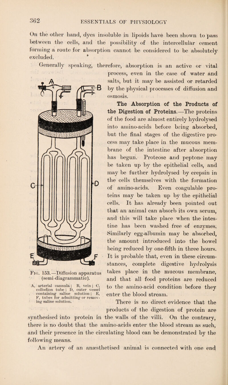 On the other hand, dyes insoluble in lipoids have been shown to pass between the cells, and the possibility of the intercellular cement forming a route for absorption cannot be considered to be absolutely excluded. Generally speaking, therefore, absorption is an active or vital process, even in the case of water and salts, but it may be assisted or retarded by the physical processes of diffusion and osmosis. The Absorption of the Products of the Digestion of Proteins.—The proteins of the food are almost entirely hydrolysed into amino-acids before being absorbed, but the final stages of the digestive pro¬ cess may take place in the mucous mem¬ brane of the intestine after absorption has begun. Proteose and peptone may be taken up by the epithelial cells, and may be further hydrolysed by erepsin in the cells themselves with the formation of amino-acids. Even coagulable pro¬ teins may be taken up by the epithelial cells. It has already been pointed out that an animal can absorb its own serum, and this will take place when the intes¬ tine has been washed free of enzymes. Similarly egg-albumin may be absorbed, the amount introduced into the bowel being reduced by one-fifth in three hours. It is probable that, even in these circum¬ stances, complete digestive hydrolysis Fie. 153. —Diffusion apparatus takes place in the mucous membrane, (semi-diagrammatic). anc{ that all food proteins are reduced a, arterial cannula; b, vem; c, to the amino-acid condition before they collodion tube ; D, outer vessel J containing saline solution; e, enter the blood stream. E, tubes for admitting or remov¬ ing saline solution. There is no direct evidence that the products of the digestion of protein are synthesised into protein in the walls of the villi. On the contrary, there is no doubt that the amino-acids enter the blood stream as such, and their presence in the circulating blood can be demonstrated by the following means. An artery of an anaesthetised animal is connected with one end