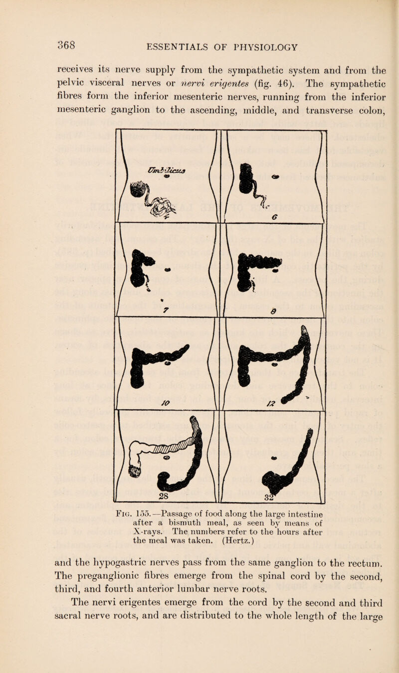 receives its nerve supply from the sympathetic system and from the pelvic visceral nerves or nervi erigentes (fig. 46). The sympathetic fibres form the inferior mesenteric nerves, running from the inferior mesenteric ganglion to the ascending, middle, and transverse colon, Fig. 155.—Passage of food along the large intestine after a bismuth meal, as seen by means of X-rays. The numbers refer to the hours after the meal was taken. (Hertz.) and the hypogastric nerves pass from the same ganglion to the rectum. The preganglionic fibres emerge from the spinal cord by the second, third, and fourth anterior lumbar nerve roots. The nervi erigentes emerge from the cord by the second and third sacral nerve roots, and are distributed to the whole length of the large