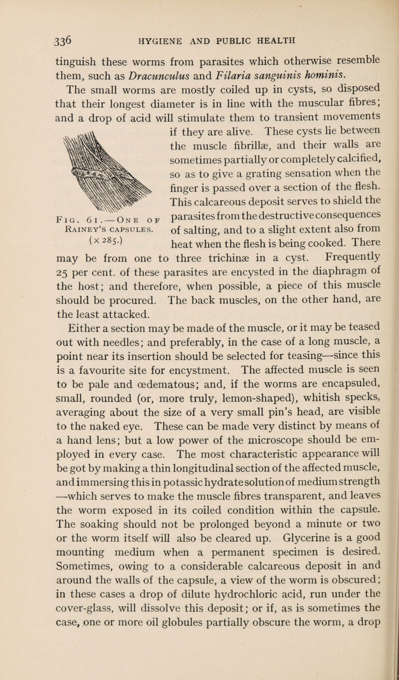 Fig. 6 i . — One of Rainey’s capsules. (x 285.) tinguish these worms from parasites which otherwise resemble them, such as Dracunculus and Filaria sanguinis hominis. The small worms are mostly coiled up in cysts, so disposed that their longest diameter is in line with the muscular fibres; and a drop of acid will stimulate them to transient movements if they are alive. These cysts lie between the muscle fibrillae, and their walls are sometimes partially or completely calcified, so as to give a grating sensation when the finger is passed over a section of the flesh. This calcareous deposit serves to shield the parasites from the destructive consequences of salting, and to a slight extent also from heat when the flesh is being cooked. There may be from one to three trichinae in a cyst. Frequently 25 per cent, of these parasites are encysted in the diaphragm of the host; and therefore, when possible, a piece of this muscle should be procured. The back muscles, on the other hand, are the least attacked. Either a section may be made of the muscle, or it may be teased out with needles; and preferably, in the case of a long muscle, a point near its insertion should be selected for teasing—since this is a favourite site for encystment. The affected muscle is seen to be pale and oedematous; and, if the worms are encapsuled, small, rounded (or, more truly, lemon-shaped), whitish specks, averaging about the size of a very small pin’s head, are visible to the naked eye. These can be made very distinct by means of a hand lens; but a low power of the microscope should be em¬ ployed in every case. The most characteristic appearance will be got by making a thin longitudinal section of the affected muscle, and immersing this in potassic hydrate solution of medium strength —which serves to make the muscle fibres transparent, and leaves the worm exposed in its coiled condition within the capsule. The soaking should not be prolonged beyond a minute or two or the worm itself will also be cleared up. Glycerine is a good mounting medium when a permanent specimen is desired. Sometimes, owing to a considerable calcareous deposit in and around the walls of the capsule, a view of the worm is obscured; in these cases a drop of dilute hydrochloric acid, run under the cover-glass, will dissolve this deposit; or if, as is sometimes the case, one or more oil globules partially obscure the worm, a drop