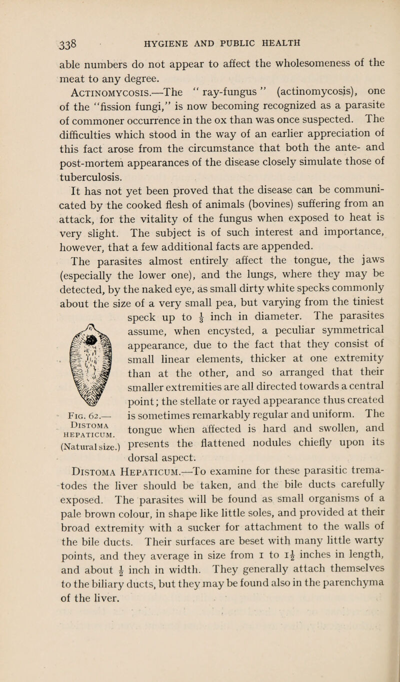 able numbers do not appear to affect the wholesomeness of the meat to any degree. Actinomycosis.—The  ray-fungus ” (actinomycosis), one of the “fission fungi,” is now becoming recognized as a parasite of commoner occurrence in the ox than was once suspected. The difficulties which stood in the way of an earlier appreciation of this fact arose from the circumstance that both the ante- and post-mortem appearances of the disease closely simulate those of tuberculosis. It has not yet been proved that the disease can be communi¬ cated by the cooked flesh of animals (bovines) suffering from an attack, for the vitality of the fungus when exposed to heat is very slight. The subject is of such interest and importance, however, that a few additional facts are appended. The parasites almost entirely affect the tongue, the jaws (especially the lower one), and the lungs, where they may be detected, by the naked eye, as small dirty white specks commonly about the size of a very small pea, but varying from the tiniest speck up to J inch in diameter. The parasites assume, when encysted, a peculiar symmetrical appearance, due to the fact that they consist of small linear elements, thicker at one extremity than at the other, and so arranged that their smaller extremities are all directed towards a central point; the stellate or rayed appearance thus created is sometimes remarkably regular and uniform. The tongue when affected is hard and swollen, and (NaturalTize.) presents the flattened nodules chiefly upon its dorsal aspect. Distoma Hepaticum.—To examine for these parasitic trema- todes the liver should be taken, and the bile ducts carefully exposed. The parasites will be found as small organisms of a pale brown colour, in shape like little soles, and provided at their broad extremity with a sucker for attachment to the walls of the bile ducts. Their surfaces are beset with many little warty points, and they average in size from 1 to i\ inches in length, and about J inch in width. They generally attach themselves to the biliary ducts, but they may be found also in the parenchyma of the liver. Fig. 62.— Distoma hepaticum.