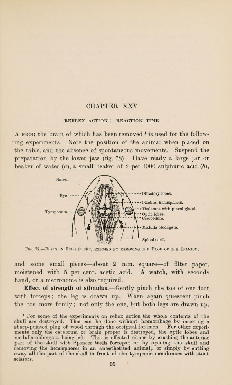 REFLEX ACTION I REACTION TIME A frog the brain of which has been removed 1 is used for the follow- • ing experiments. Note the position of the animal when placed on the table, and the absence of spontaneous movements. Suspend the preparation by the lower jaw (fig. 78). Have ready a large jar or beaker of water (a), a small beaker of 2 per 1000 sulphuric acid (b), Fig. 77— Brain in Frog in situ, exposed by removing the Roof of the Cranium. and some small pieces—about 2 mm. square—of filter paper, moistened with 5 per cent, acetic acid. A watch, with seconds hand, or a metronome is also required. Effect of strength of stimulus.—Gently pinch the toe of one foot with forceps ; the leg is drawn up. When again quiescent pinch the toe more firmly; not only the one, but both legs are drawn up, 1 For some of the experiments on reflex action the whole contents of the skull are destroyed. This can be done without haemorrhage by inserting a sharp-pointed plug of wood through the occipital foramen. For other experi¬ ments only the cerebrum or brain proper is destroyed, the optic lobes and medulla oblongata being left. This is effected either by crushing the anterior part of the skull with Spencer Wells forceps; or by opening the skull and removing the hemispheres in an anaesthetised animal; or simply by cutting away all the part of the skull in front of the tympanic membranes with stout scissors.