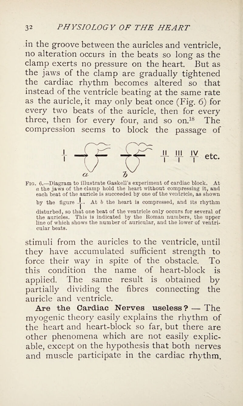 in the groove between the auricles and ventricle, no alteration occurs in the beats so long as the clamp exerts no pressure on the heart. But as the jaws of the clamp are gradually tightened the cardiac rhythm becomes altered so that * instead of the ventricle beating at the same rate as the auricle, it may only beat once (Fig. 6) for every two beats of the auricle, then for every three, then for every four, and so on.18 The compression seems to block the passage of Fig. g.—Diagram to illustrate Gaskell’s experiment of cardiac block. At a the jaws of the clamp hold the heart without compressing it, and each beat of the auricle is succeeded by one of the ventricle, as shown by the figure -L. At b the heart is compressed, and its rhythm disturbed, so that one beat of the ventricle only occurs for several of the auricles. This is indicated by the Roman numbers, the upper line of which shows the number of auricular, and the lower of ventri¬ cular beats. stimuli from the auricles to the ventricle, until they have accumulated sufficient strength to force their way in spite of the obstacle. To this condition the name of heart-block is applied. The same result is obtained by partially dividing the fibres connecting the auricle and ventricle. Are the Cardiac Nerves useless? —The myogenic theory easily explains the rhythm of the heart and heart-block so far, but there are other phenomena which are not easily explic¬ able, except on the hypothesis that both nerves and muscle participate in the cardiac rhythm.