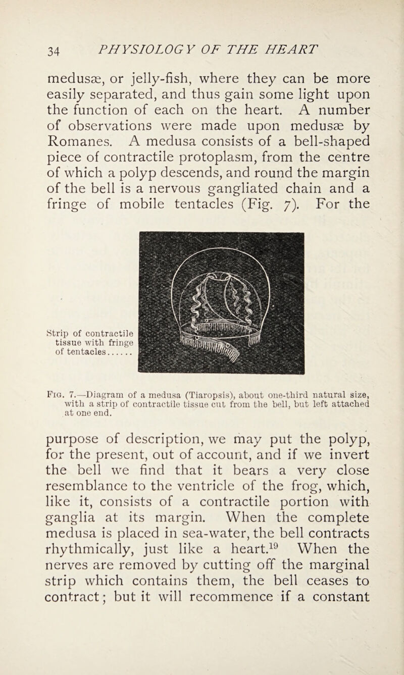 medusae, or jelly-fish, where they can be more easily separated, and thus gain some light upon the function of each on the heart. A number of observations were made upon medusae by Romanes. A medusa consists of a bell-shaped piece of contractile protoplasm, from the centre of which a polyp descends, and round the margin of the bell is a nervous gangliated chain and a fringe of mobile tentacles (Fig. 7). For the Strip of contractile tissue with fringe of tentacles. Fig. 7.—Diagram of a medusa (Tiaropsis), about one-third natural size, with a strip of contractile tissue cut from the bell, but left attached at one end. purpose of description, we may put the polyp, for the present, out of account, and if we invert the bell we find that it bears a very close resemblance to the ventricle of the frog, which, like it, consists of a contractile portion with ganglia at its margin. When the complete medusa is placed in sea-water, the bell contracts rhythmically, just like a heart.19 When the nerves are removed by cutting off the marginal strip which contains them, the bell ceases to contract; but it will recommence if a constant