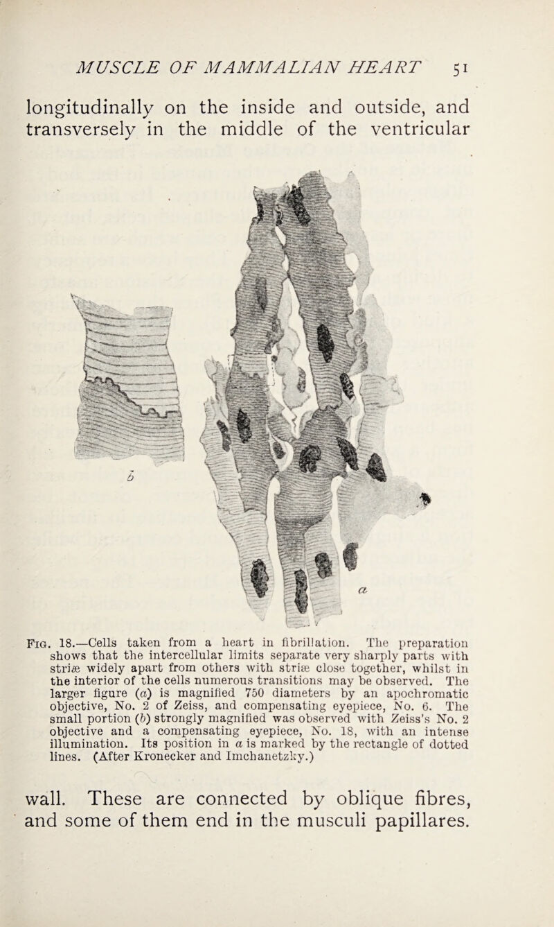 longitudinally on the inside and outside, and transversely in the middle of the ventricular Fig. 18.—Cells taken from a heart in fibrillation. The preparation shows that the intercellular limits separate very sharply parts with stride widely apart from others with striae close together, whilst in the interior of the cells numerous transitions may be observed. The larger figure (a) is magnified 750 diameters by an apocliromatic objective, No. 2 of Zeiss, and compensating eyepiece, No. 6. The small portion (5) strongly magnified was observed with Zeiss’s No. 2 objective and a compensating eyepiece, No. 18, with an intense illumination. Its position in a is marked by the rectangle of dotted lines. (After Kronecker and Imchanetzky.) wall. These are connected by oblique fibres, and some of them end in the musculi papillares.