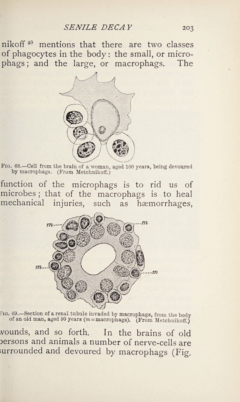 SENILE DEC A Y nikoff40 mentions that there are two classes of phagocytes in the body: the small, or micro- phags; and the large, or macrophags. The Fig. 68.-—Cell from the brain of a woman, aged 100 years, being devoured by macrophags. (From Metchnikoff.) function of the microphags is to rid us of microbes ; that of the macrophags is to heal mechanical injuries, such as haemorrhages, Fig. 69.—Section of a renal tubule invaded by macrophags, from the body of an old man, aged 90 years (to = macrophags). (From Metchnikoff.) vounds, and so forth. In the brains of old persons and animals a number of nerve-cells are surrounded and devoured by macrophags (Fig.