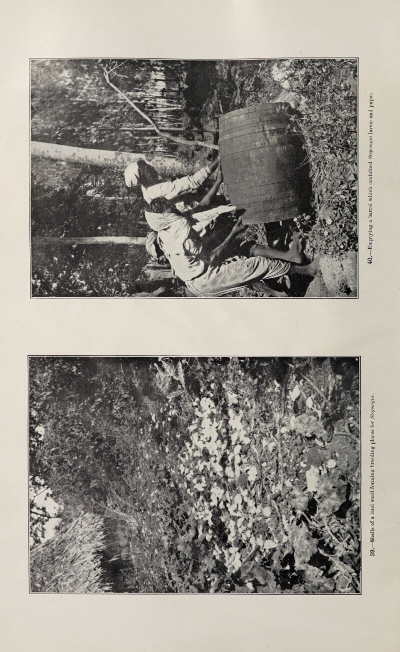 39.—Shells of a land snail forming breeding places for S'tegomyia. Emptying a barrel which contained Stegomyia larvai and pupae.