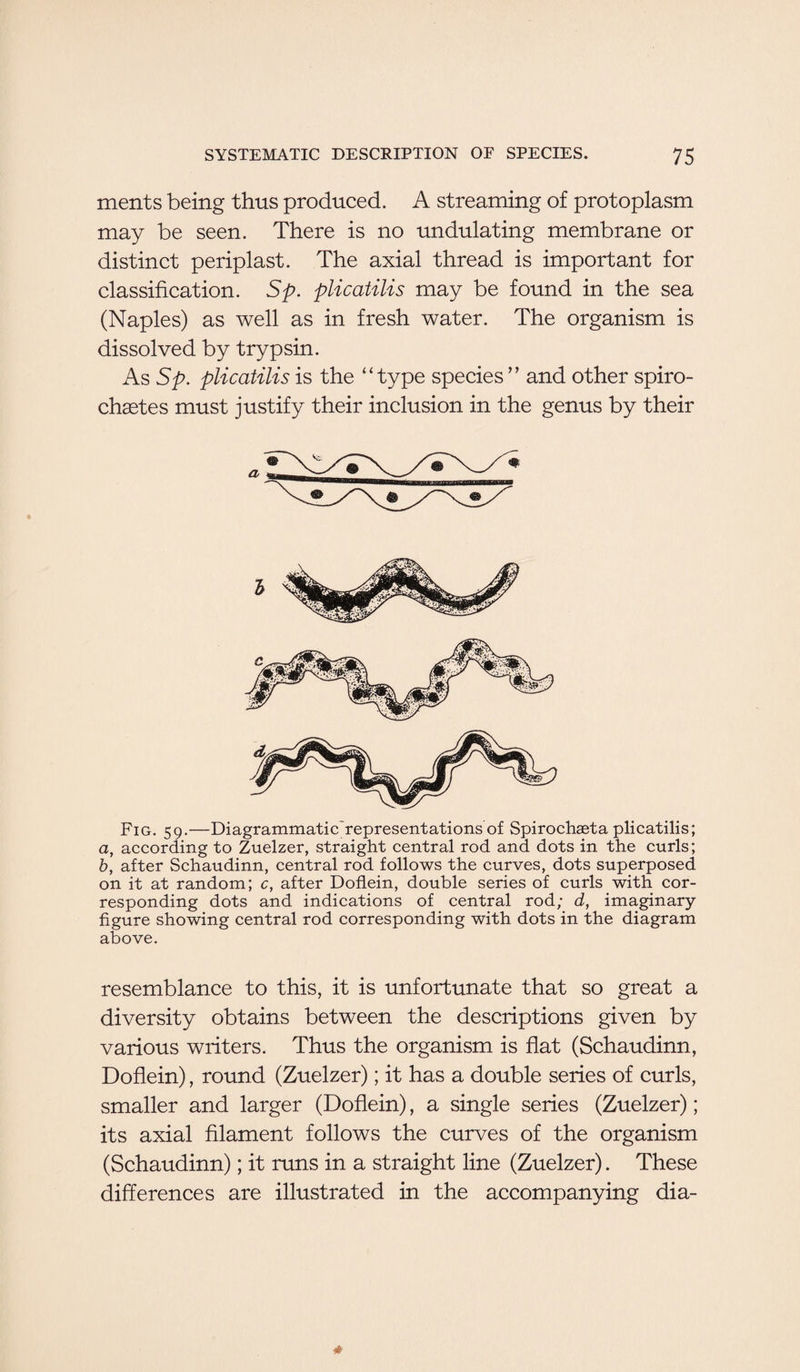 ments being thus produced. A streaming of protoplasm may be seen. There is no undulating membrane or distinct periplast. The axial thread is important for classification. Sp. plicatilis may be found in the sea (Naples) as well as in fresh water. The organism is dissolved by trypsin. As Sp. plicatilis is the “type species ” and other spiro¬ chetes must justify their inclusion in the genus by their Fig. 59.—Diagrammatic'representations of Spirochaeta plicatilis; a, according to Zuelzer, straight central rod and dots in the curls; b, after Schaudinn, central rod follows the curves, dots superposed on it at random; c, after Doflein, double series of curls with cor¬ responding dots and indications of central rod; d, imaginary- figure showing central rod corresponding with dots in the diagram above. resemblance to this, it is unfortunate that so great a diversity obtains between the descriptions given by various writers. Thus the organism is flat (Schaudinn, Doflein), round (Zuelzer); it has a double series of curls, smaller and larger (Doflein), a single series (Zuelzer); its axial filament follows the curves of the organism (Schaudinn); it runs in a straight line (Zuelzer). These differences are illustrated in the accompanying dia-