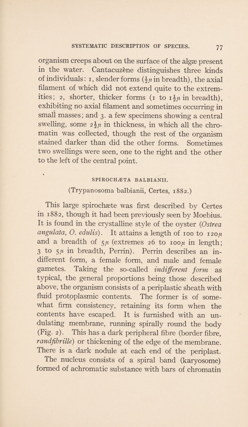 organism creeps about on the surface of the algae present in the water. Cantacuzene distinguishes three kinds of individuals: i, slender forms (ip in breadth), the axial filament of which did not extend quite to the extrem¬ ities; 2, shorter, thicker forms (i to i%p in breadth), exhibiting no axial filament and sometimes occurring in small masses; and 3. a few specimens showing a central swelling, some 2 \p in thickness, in which all the chro¬ matin was collected, though the rest of the organism stained darker than did the other forms. Sometimes two swellings were seen, one to the right and the other to the left of the central point. * SPIROCHASTA BALBIANII. (Trypanosoma balbianii, Certes, 1882.) This large spirochaete was first described by Certes in 1882, though it had been previously seen by Moebius. It is found in the crystalline style of the oyster (Ostrea angulata, 0. edulis). It attains a length of 100 to 120 p and a breadth of 5// (extremes 26 to 100 p in length; 3 to 5// in breadth, Perrin). Perrin describes an in¬ different form, a female form, and male and female gametes. Taking the so-called indifferent form as typical, the general proportions being those described above, the organism consists of a periplastic sheath with fluid protoplasmic contents. The former is of some¬ what firm consistency, retaining its form when the contents have escaped. It is furnished with an un¬ dulating membrane, running spirally round the body (Fig. 2). This has a dark peripheral fibre (border fibre, randfibrille) or thickening of the edge of the membrane. There is a dark nodule at each end of the periplast. The nucleus consists of a spiral band (karyosome) formed of achromatic substance with bars of chromatin