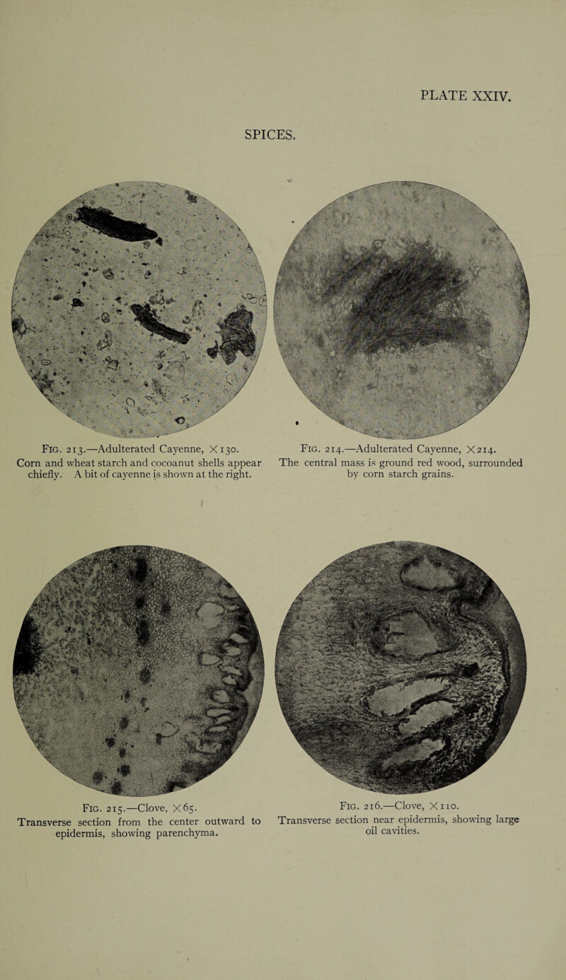 SPICES. Fig. 213.—Adulterated Cayenne, X130. Fig. 214.—Adulterated Cayenne, X214. Corn and wheat starch and cocoanut shells appear The central mass is ground red wood, surrounded chiefly. A bit of cayenne is shown at the right. by corn starch grains. Fig. 215.—Clove, X65. Transverse section from the center outward to epidermis, showing parenchyma. Fig. 216.—Clove, X110. Transverse section near epidermis, showing large oil cavities.