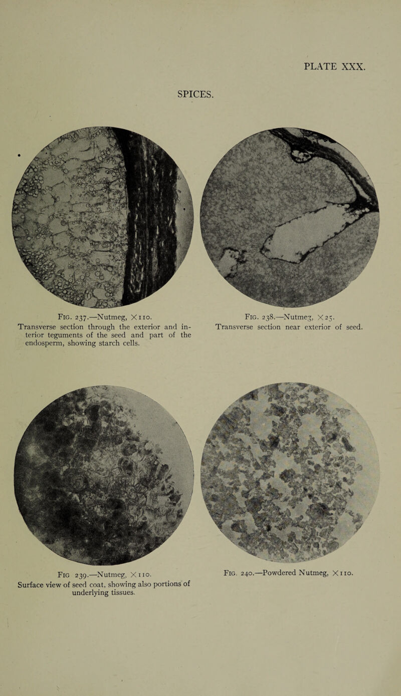SPICES. Fig. 237.—Nutmeg, Xno. Transverse section through the exterior and in¬ terior teguments of the seed and part of the endosperm, showing starch cells. Fig. 238.—Nutmeg, X25. Transverse section near exterior of seed. Fig 239.—Nutmeg, Xno. Surface view of seed coat, showing also portions of underlying tissues. Fig. 240.—Powdered Nutmeg, Xno.