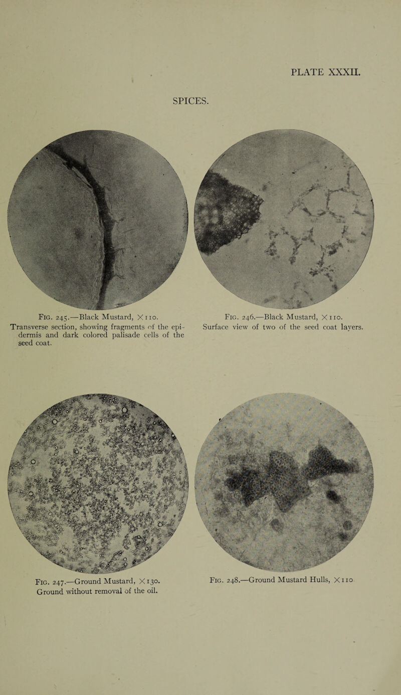 SPICES. Fig. 245.—Black Mustard, Xno. Transverse section, showing fragments of the epi ¬ dermis and dark colored palisade cells of the seed coat. Fig. 247.—Ground Mustard, X130. Ground without removal of the oil. Fig. 246.—Black Mustard, Xno. Surface view of two of the seed coat layers Fig. 248.—Ground Mustard Hulls, Xno
