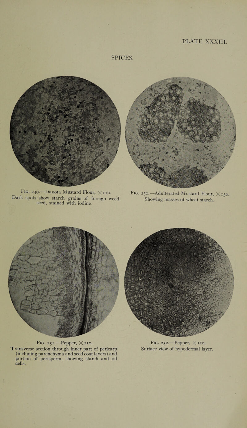 SPICES. Fig. 249.— Dakota Mustard Flour, X no. Fig. 250.—Adulterated Mustard Flour, X 130. Dark spots show starch grains of foreign weed Showing masses of wheat starch, seed, stained with iodine Fig. 251.—Pepper, X no. Fig. 252.—Pepper, X no. Transverse section through inner part of pericarp Surface view of hypodermal layer, (including parenchyma and seed coat layers) and portion of perisperm, showing starch and oil cells.