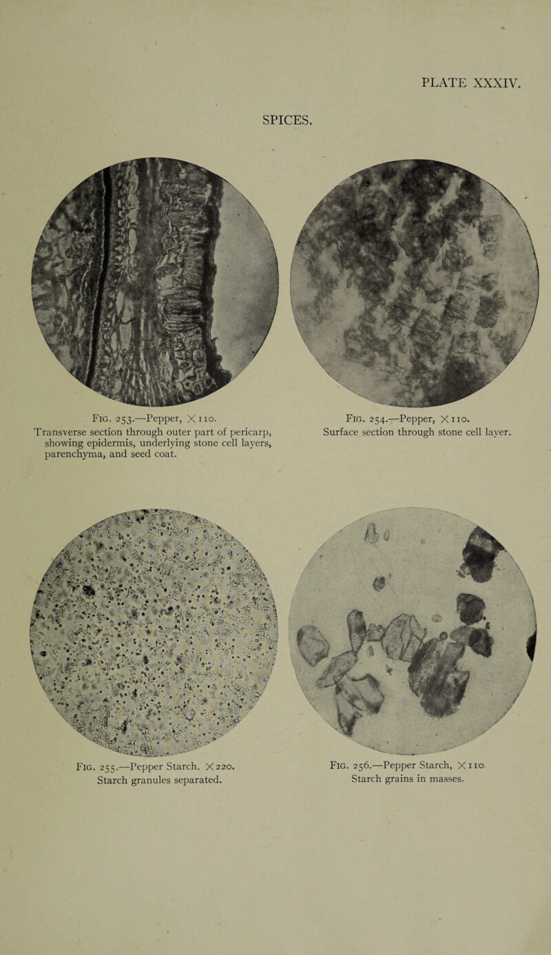 r-*n&C'X SPICES. *sSi Fig. 253.—Pepper, Xno. Fig. 254.—Pepper, Xno. Transverse section through outer part of pericarp, Surface section through stone cell layer, showing epidermis, underlying stone cell layers, parenchyma, and seed coat. Fig. 255.—Pepper Starch, X220. Fig. 256.—Pepper Starch, Xno Starch granules separated. Starch grains in masses.