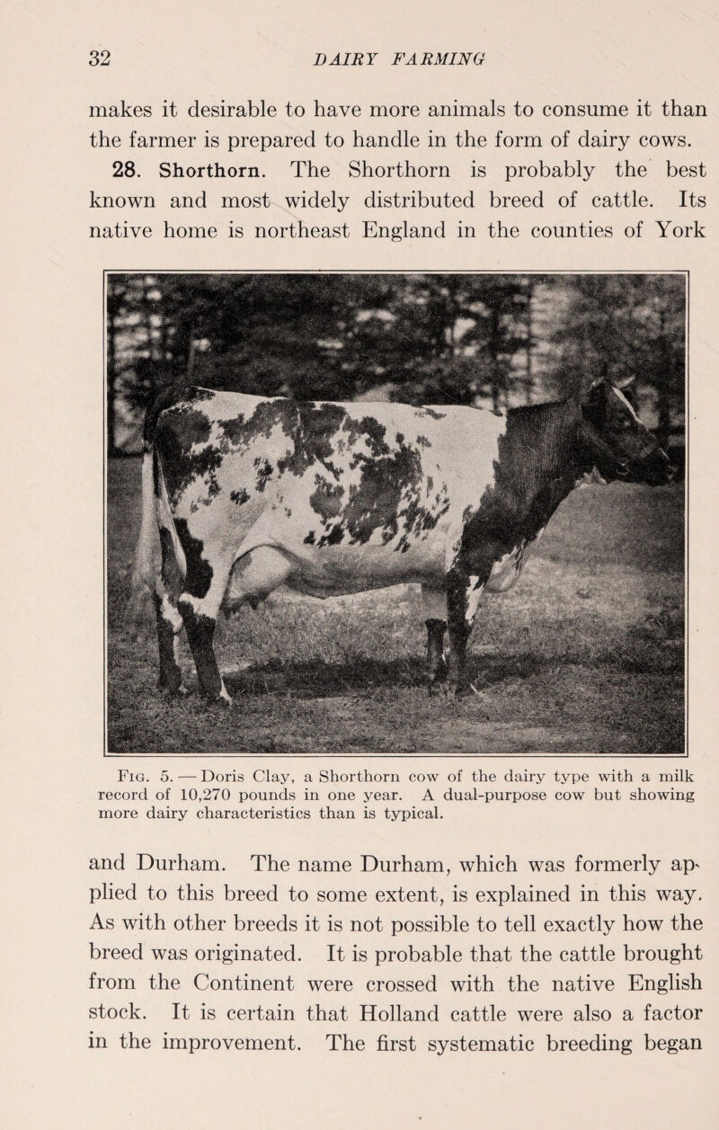 makes it desirable to have more animals to consume it than the farmer is prepared to handle in the form of dairy cows. 28. Shorthorn. The Shorthorn is probably the best known and most widely distributed breed of cattle. Its native home is northeast England in the counties of York Fig. 5. — Doris Clay, a Shorthorn cow of the dairy type with a milk record of 10,270 pounds in one year. A dual-purpose cow but showing more dairy characteristics than is typical. and Durham. The name Durham, which was formerly ap' plied to this breed to some extent, is explained in this way. As with other breeds it is not possible to tell exactly how the breed was originated. It is probable that the cattle brought from the Continent were crossed with the native English stock. It is certain that Holland cattle were also a factor in the improvement. The first systematic breeding began