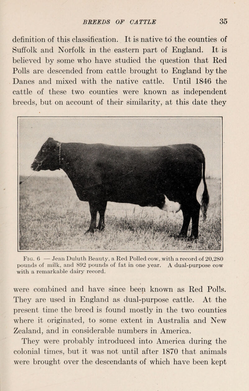 definition of this classification. It is native to the counties of Suffolk and Norfolk in the eastern part of England. It is believed by some who have studied the question that Red Polls are descended from cattle brought to England by the Danes and mixed with the native cattle. Until 1846 the cattle of these two counties were known as independent breeds, but on account of their similarity, at this date they Fig. 6 — Jean Duluth Beauty, a Red Polled cow, with a record of 20,280 pounds of milk, and 892 pounds of fat in one year. A dual-purpose cow with a remarkable dairy record. were combined and have since been known as Red Polls. They are used in England as dual-purpose cattle. At the present time the breed is found mostly in the two counties where it originated, to some extent in Australia and New Zealand, and in considerable numbers in America. They were probably introduced into America during the colonial times, but it was not until after 1870 that animals were brought over the descendants of which have been kept