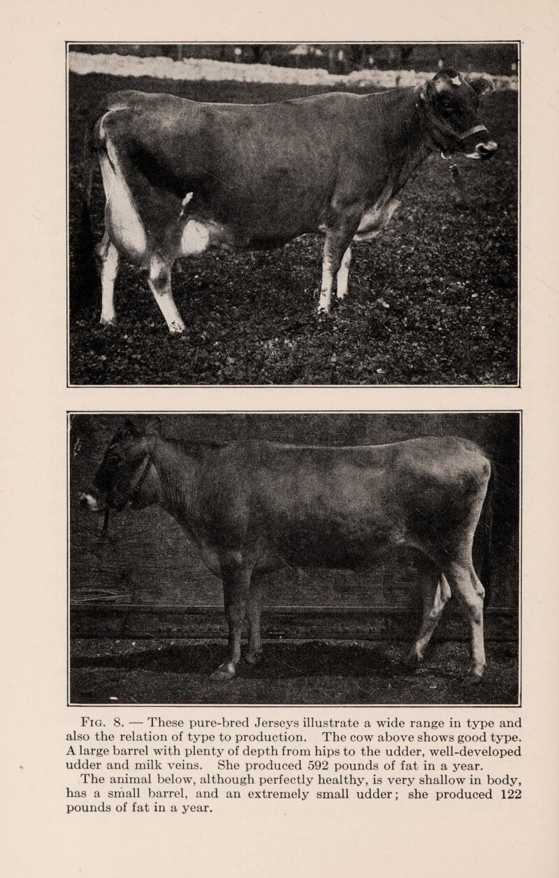 Iplii! Fig. 8. — These pure-bred Jerseys illustrate a wide range in type and also the relation of type to production. The cow above shows good type. A large barrel with plenty of depth from hips to the udder, well-developed udder and milk veins. She produced 592 pounds of fat in a year. The animal below, although perfectly healthy, is very shallow in body, has a small barrel, and an extremely small udder; she produced 122 pounds of fat in a year.