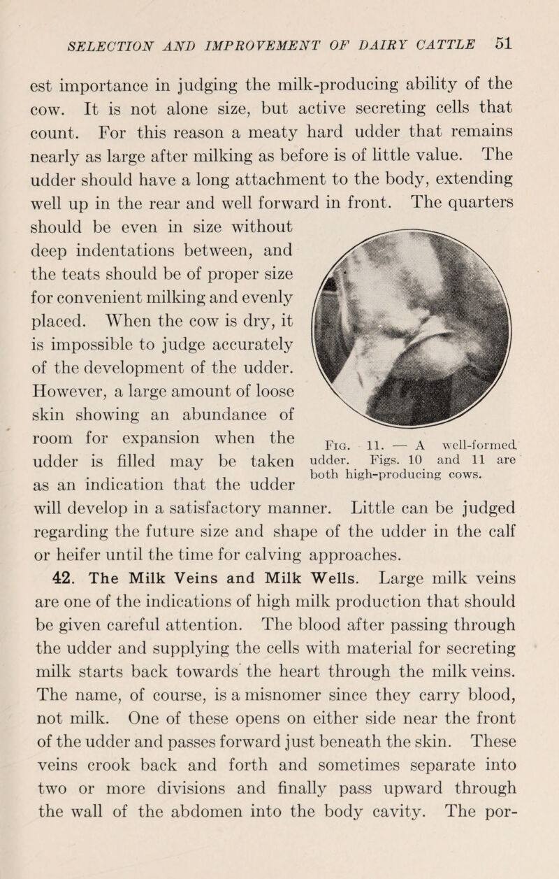 est importance in judging the milk-producing ability of the cow. It is not alone size, but active secreting cells that count. For this reason a meaty hard udder that remains nearly as large after milking as before is of little value. The udder should have a long attachment to the body, extending well up in the rear and well forward in front. The quarters should be even in size without deep indentations between, and the teats should be of proper size for convenient milking and evenly placed. When the cow is dry, it is impossible to judge accurately of the development of the udder. However, a large amount of loose skin showing an abundance of room for expansion when the udder is filled may be taken as an indication that the udder will develop in a satisfactory manner. Little can be judged regarding the future size and shape of the udder in the calf or heifer until the time for calving approaches. 42. The Milk Veins and Milk Wells. Large milk veins are one of the indications of high milk production that should be given careful attention. The blood after passing through the udder and supplying the cells with material for secreting milk starts back towards the heart through the milk veins. The name, of course, is a misnomer since they carry blood, not milk. One of these opens on either side near the front of the udder and passes forward just beneath the skin. These veins crook back and forth and sometimes separate into two or more divisions and finally pass upward through the wall of the abdomen into the body cavity. The por- Fig. 11. — A well-formed, udder. Figs. 10 and 11 are both high-producing cows.