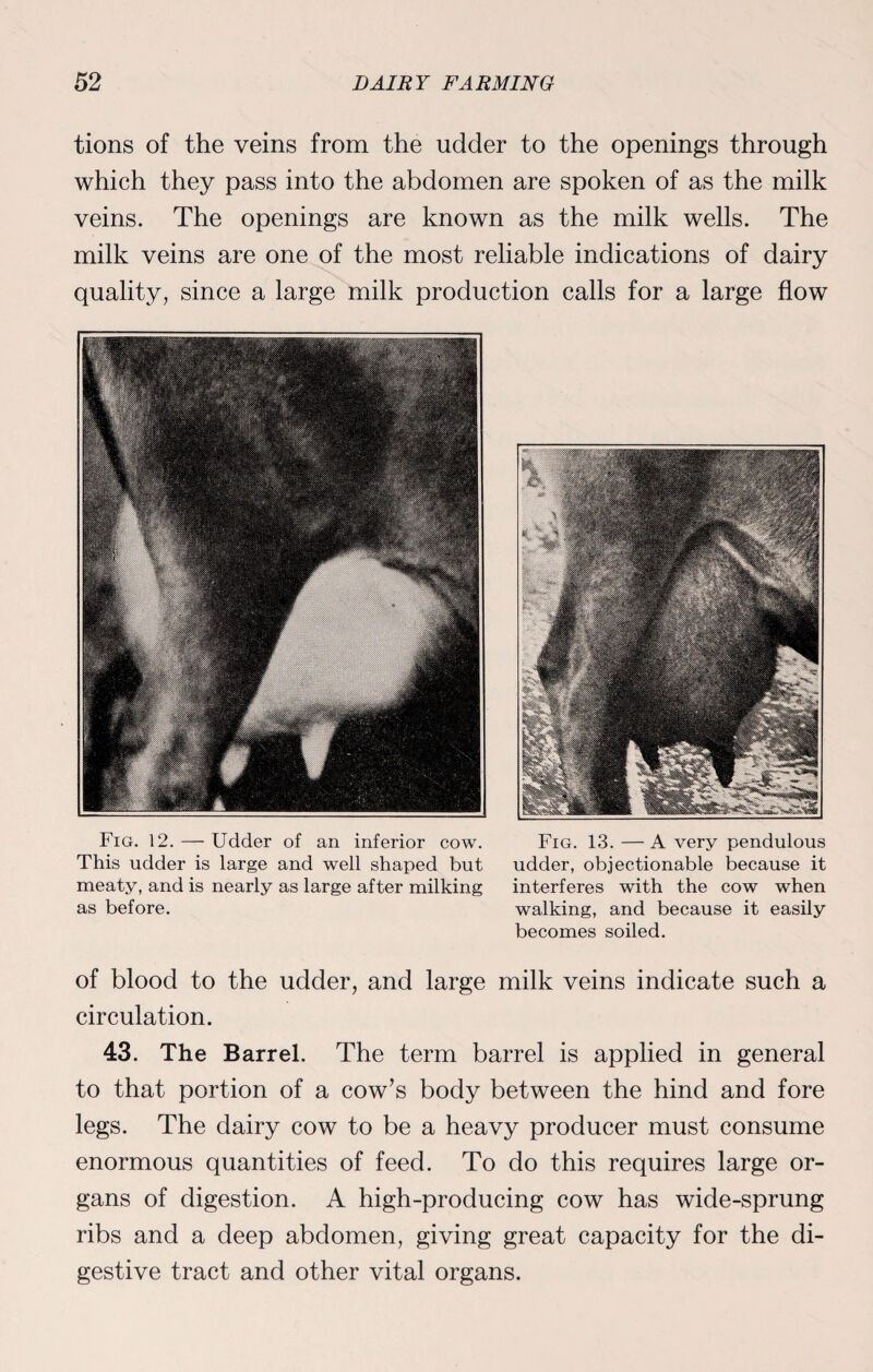 tions of the veins from the udder to the openings through which they pass into the abdomen are spoken of as the milk veins. The openings are known as the milk wells. The milk veins are one of the most reliable indications of dairy quality, since a large milk production calls for a large flow Fig. 12.— Udder of an inferior cow. This udder is large and well shaped but meaty, and is nearly as large after milking as before. Fig. 13. — A very pendulous udder, objectionable because it interferes with the cow when walking, and because it easily becomes soiled. of blood to the udder, and large milk veins indicate such a circulation. 43. The Barrel. The term barrel is applied in general to that portion of a cow’s body between the hind and fore legs. The dairy cow to be a heavy producer must consume enormous quantities of feed. To do this requires large or¬ gans of digestion. A high-producing cow has wide-sprung ribs and a deep abdomen, giving great capacity for the di¬ gestive tract and other vital organs.