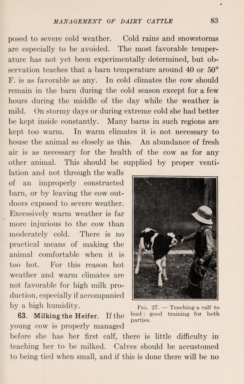 posed to severe cold weather. Cold rains and snowstorms are especially to be avoided. The most favorable temper¬ ature has not yet been experimentally determined, but ob¬ servation teaches that a barn temperature around 40 or 50° F. is as favorable as any. In cold climates the cow should remain in the barn during the cold season except for a few hours during the middle of the day while the weather is mild. On stormy days or during extreme cold she had better be kept inside constantly. Many barns in such regions are kept too warm. In warm climates it is not necessary to house the animal so closely as this. An abundance of fresh air is as necessary for the health of the cow as for any other animal. This should be supplied by proper venti¬ lation and not through the walls of an improperly constructed barn, or by leaving the cow out¬ doors exposed to severe weather. Excessively warm weather is far more injurious to the cow than moderately cold. There is no practical means of making the animal comfortable when it is too hot. For this reason hot weather and warm climates are not favorable for high milk pro¬ duction, especially if accompanied by a high humidity. Fig. 27. — Teaching a calf to 63. Milking the Heifer. If the lead: good training for both parties. young cow is properly managed before she has her first calf, there is little difficulty in teaching her to be milked. Calves should be accustomed to being tied when small, and if this is done there will be no