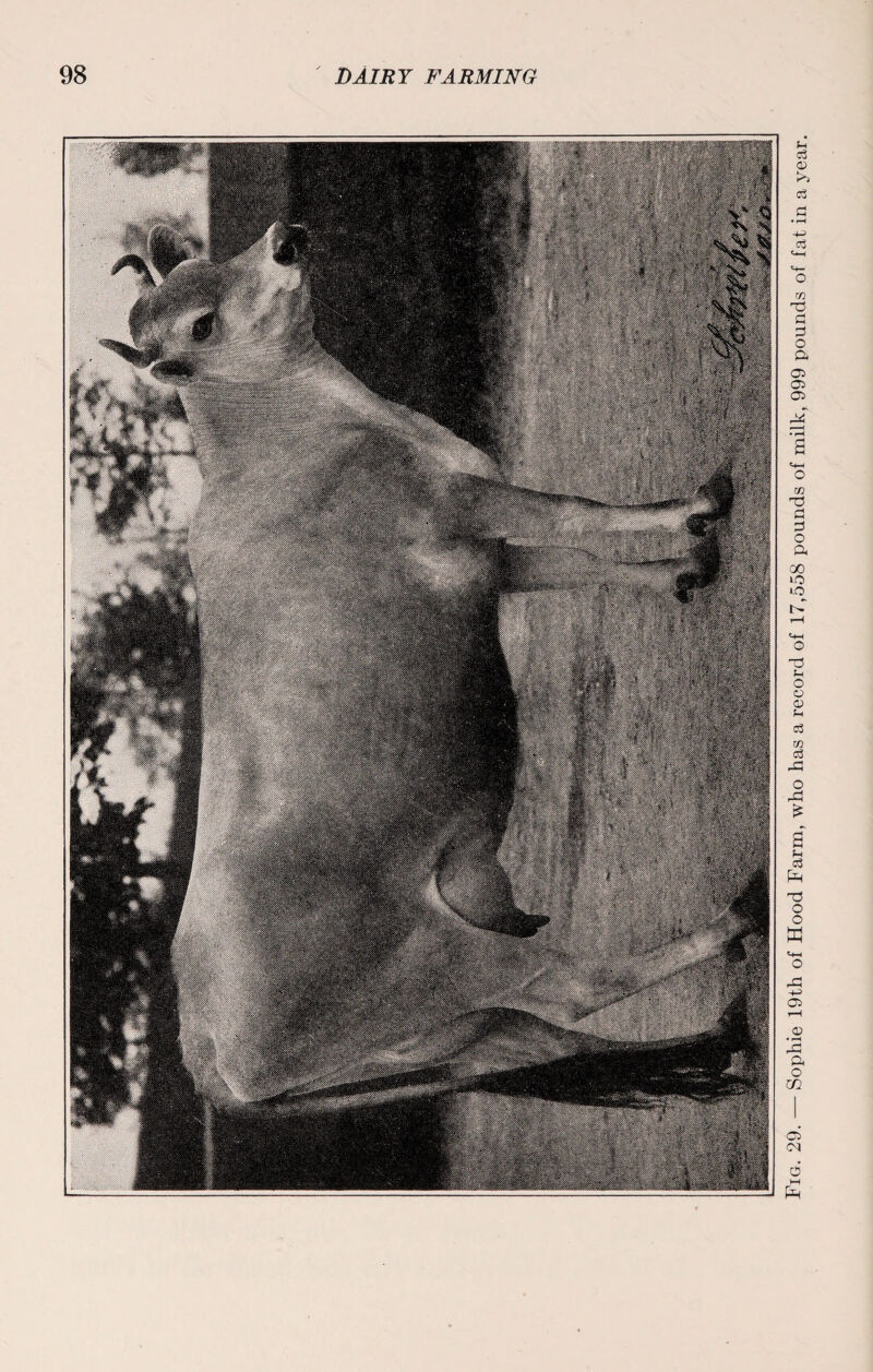 Fig. 29. — Sophie 19th of Hood Farm, who has a record of 17,558 pounds of milk, 999 pounds of fat in a year.
