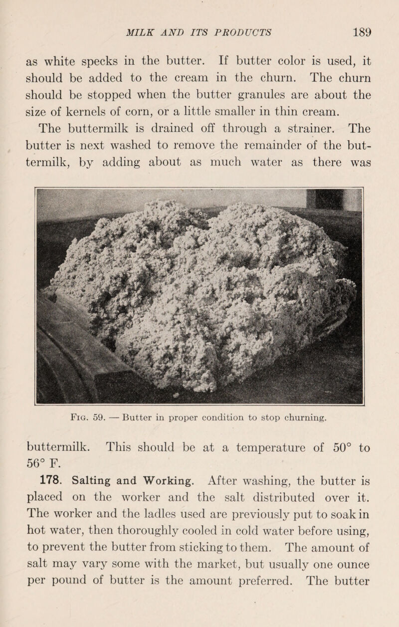 as white specks in the butter. If butter color is used, it should be added to the cream in the churn. The churn should be stopped when the butter granules are about the size of kernels of corn, or a little smaller in thin cream. The buttermilk is drained off through a strainer. The butter is next washed to remove the remainder of the but¬ termilk, by adding about as much water as there was Fig. 59. — Butter in proper condition to stop churning. buttermilk. This should be at a temperature of 50° to 56° F. 178. Salting and Working. After washing, the butter is placed on the worker and the salt distributed over it. The worker and the ladles used are previously put to soak in hot water, then thoroughly cooled in cold water before using, to prevent the butter from sticking to them. The amount of salt may vary some with the market, but usually one ounce per pound of butter is the amount preferred. The butter